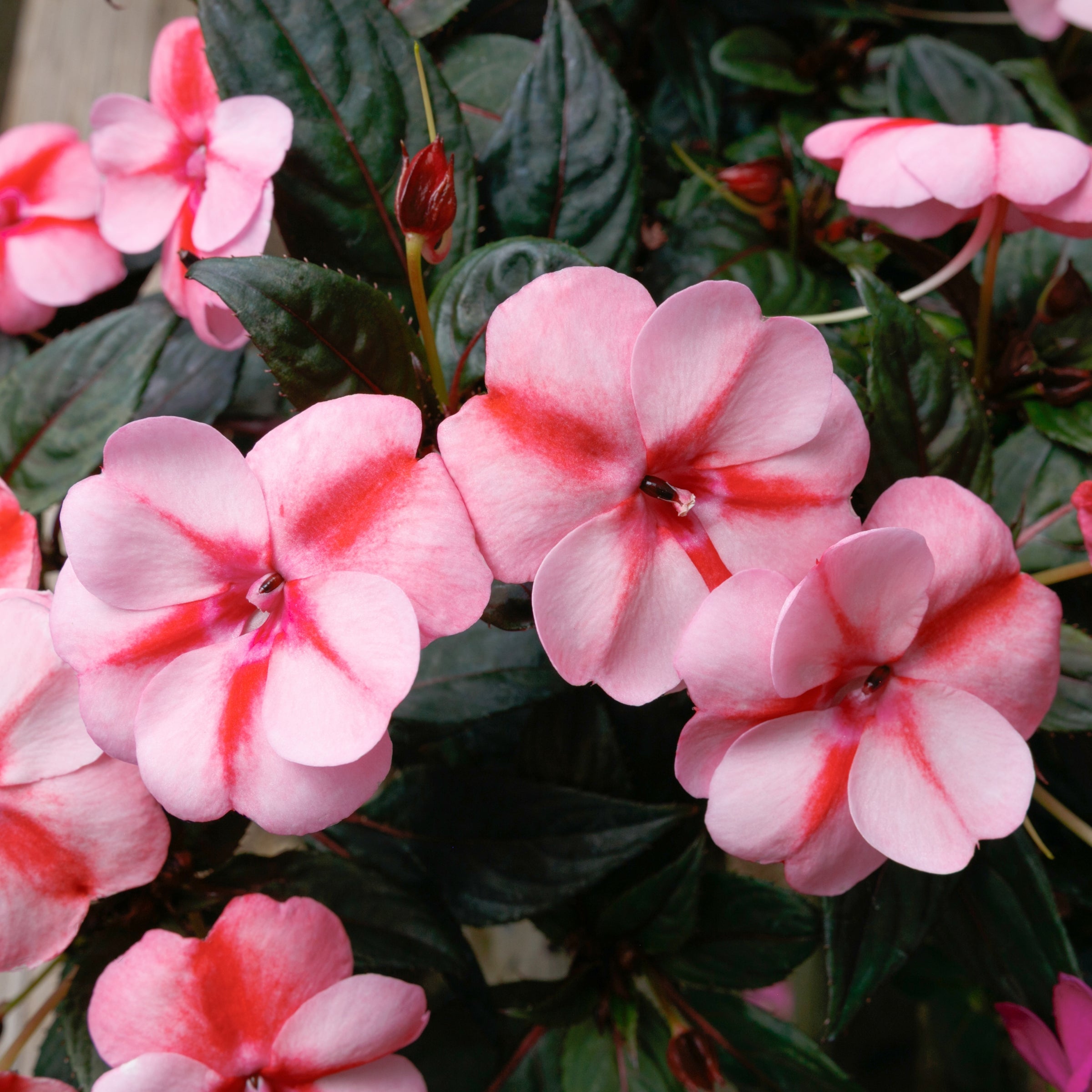 Impatiens SunPatiens® 'Vigorous Peach Candy' - 2.5" Pot / Box of 4. (PICK UP ONLY)