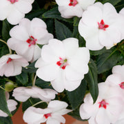 Impatiens SunPatiens® ‘Vigorous Sweetheart White’ - 2.5" Pot / Box of 4. (PICK UP ONLY)