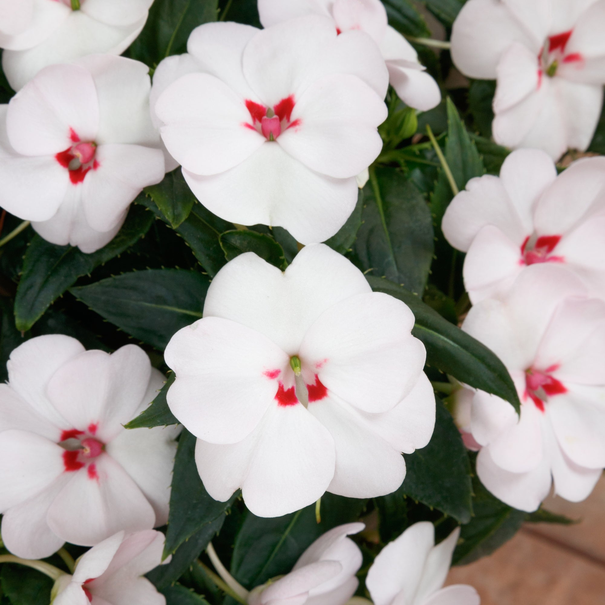 Impatiens SunPatiens® ‘Vigorous Sweetheart White’ - 2.5" Pot / Box of 4. (PICK UP ONLY)