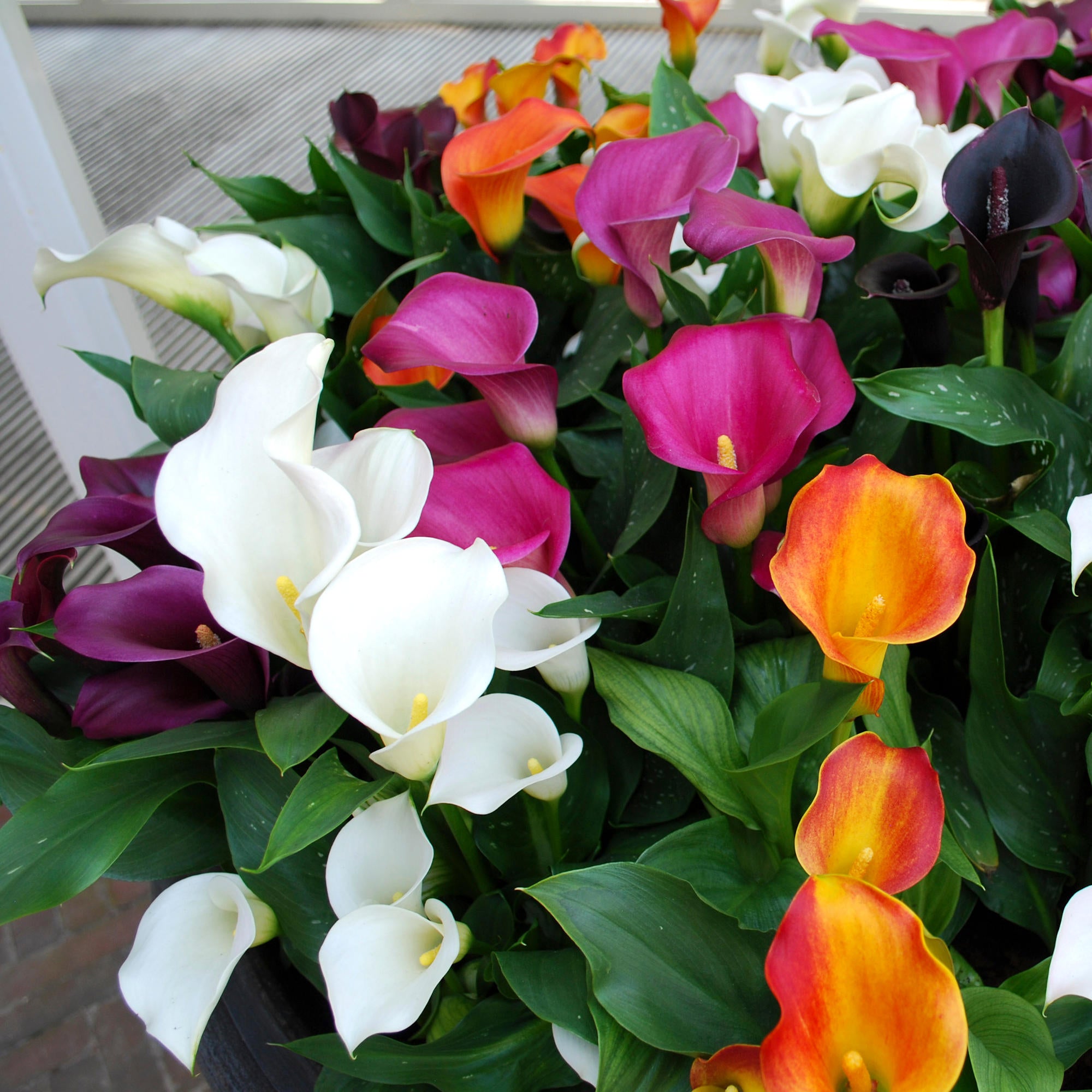 Cottage Farms Direct