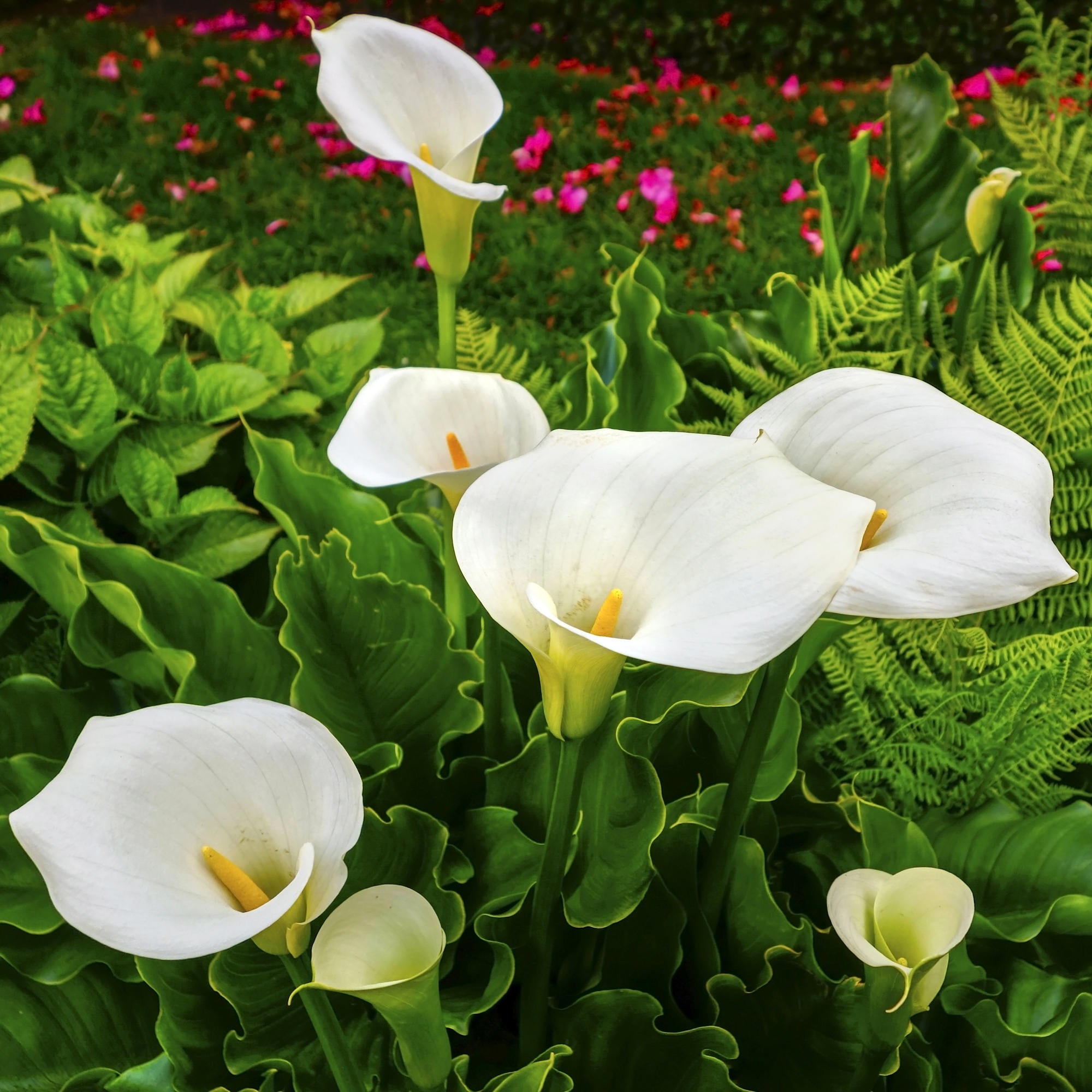 Cottage Farms Direct