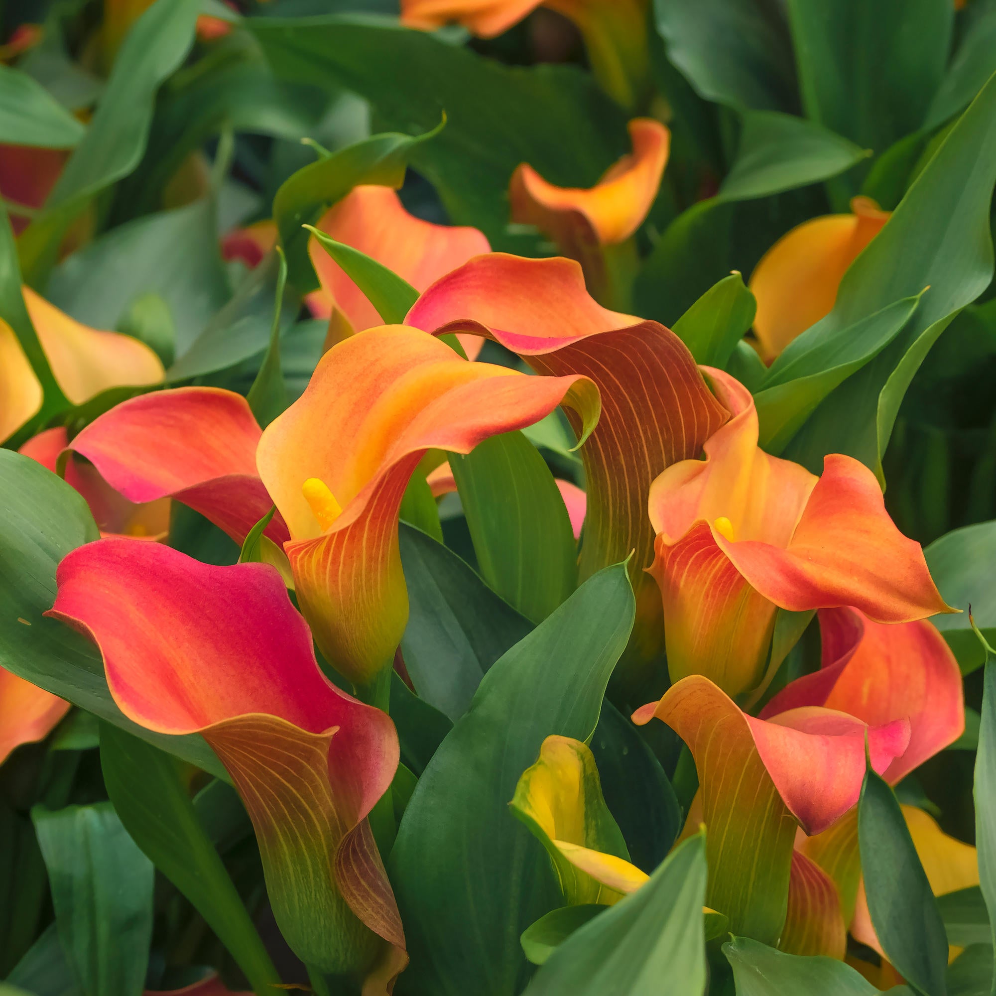 Cottage Farms Direct