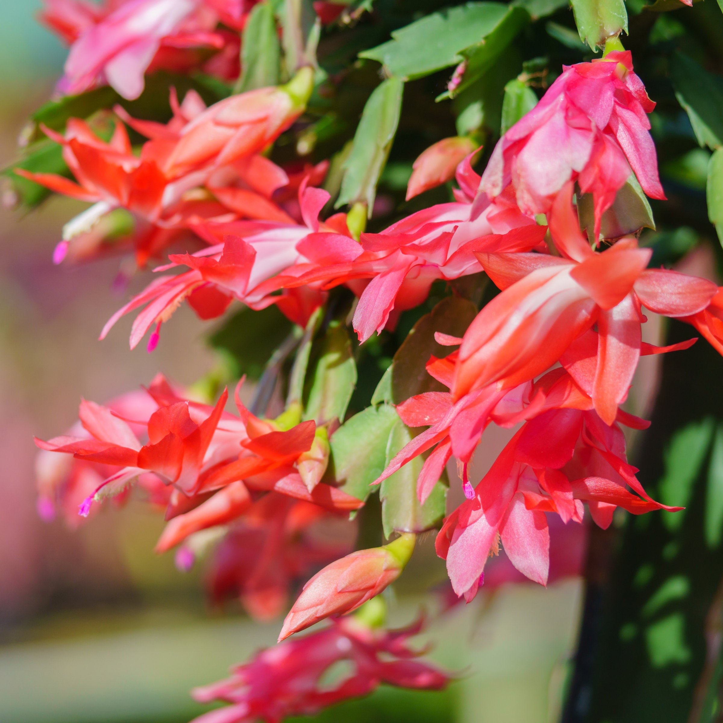 RED Holiday Cactus - 4" Pot (PICK UP ONLY)