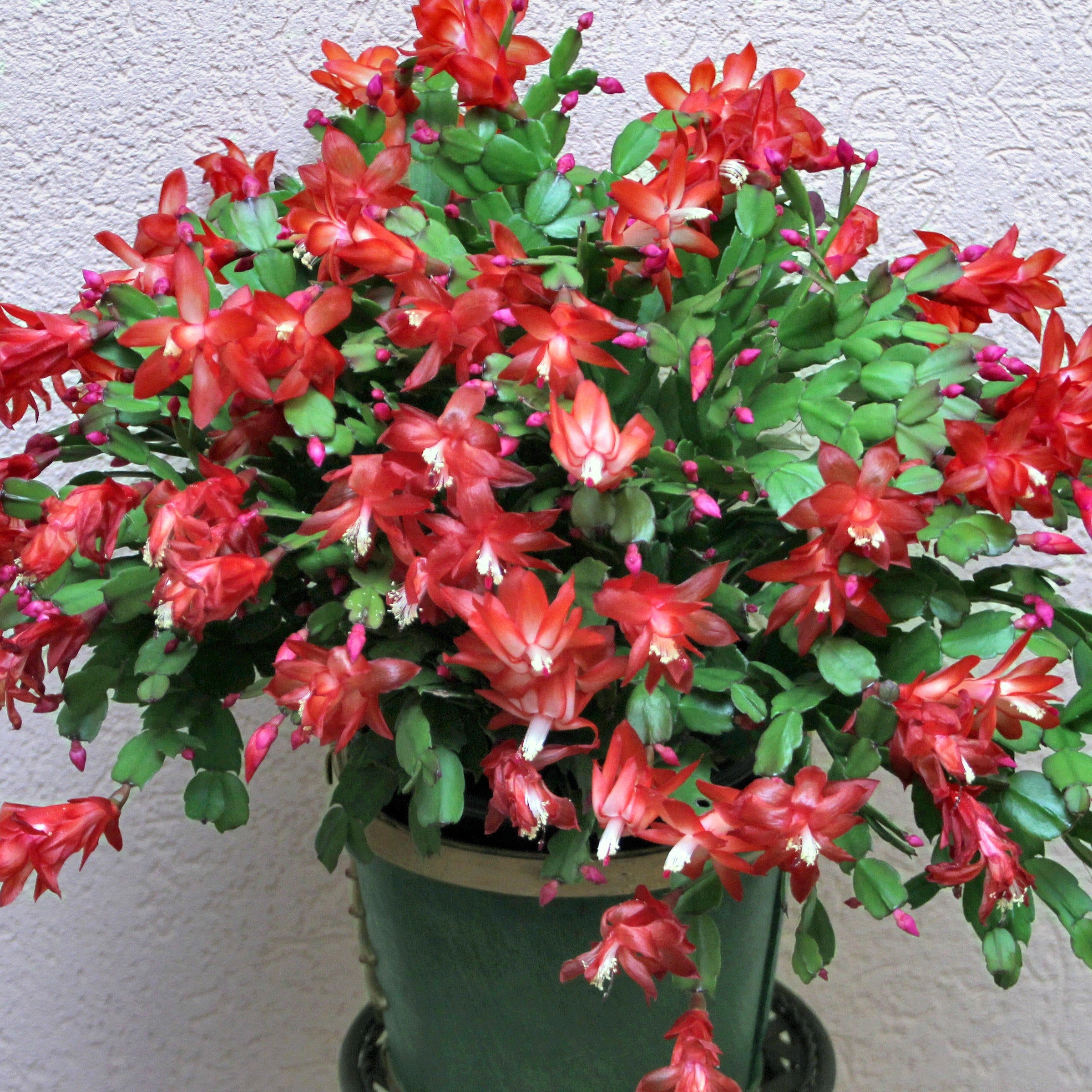 RED Holiday Cactus - 4" Pot (PICK UP ONLY)