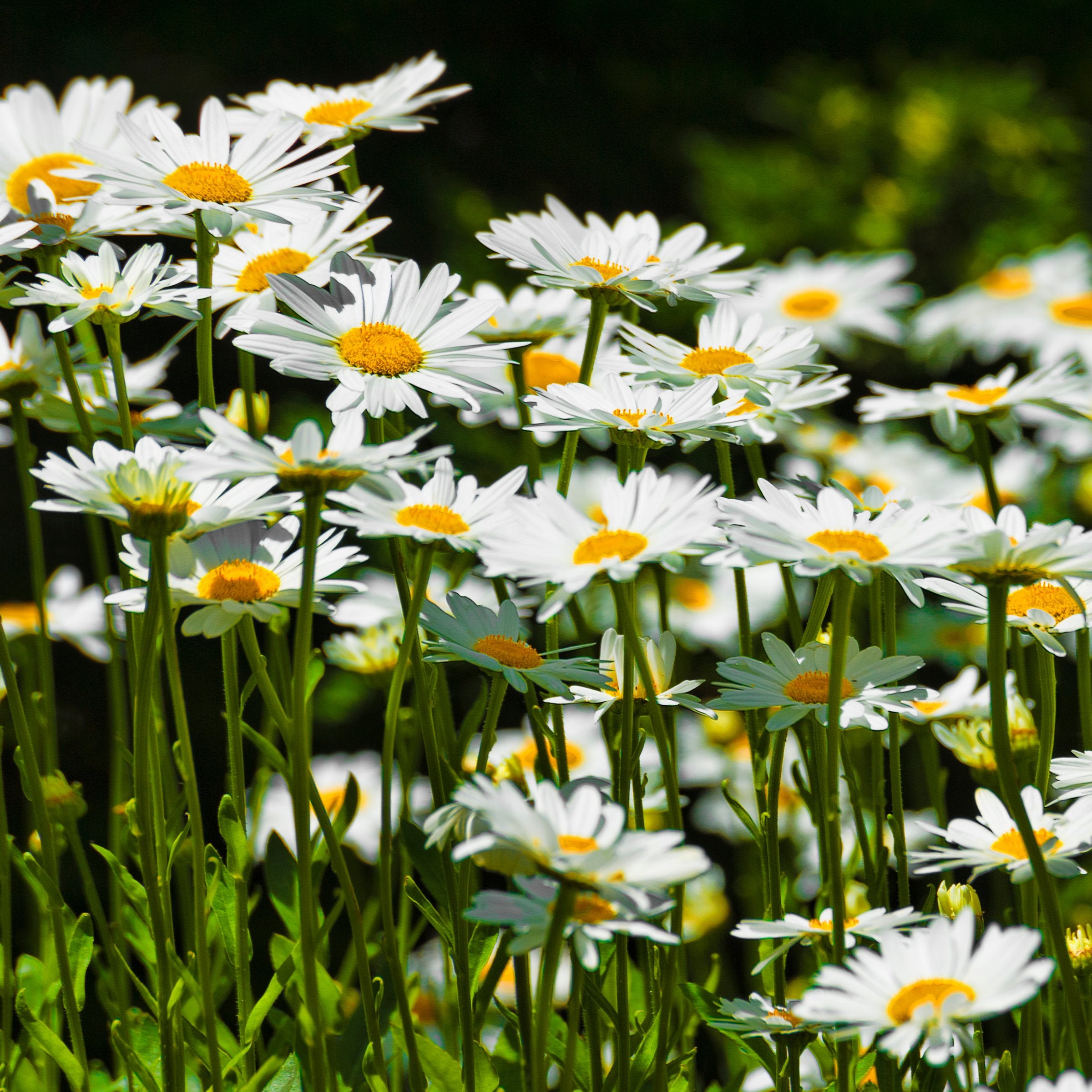 Leucanthemum 'Alaska' Shasta Daisy - 1 Gallon Pot