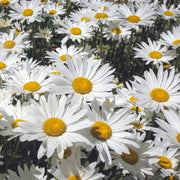 Leucanthemum 'Alaska' Shasta Daisy - 1 Gallon Pot