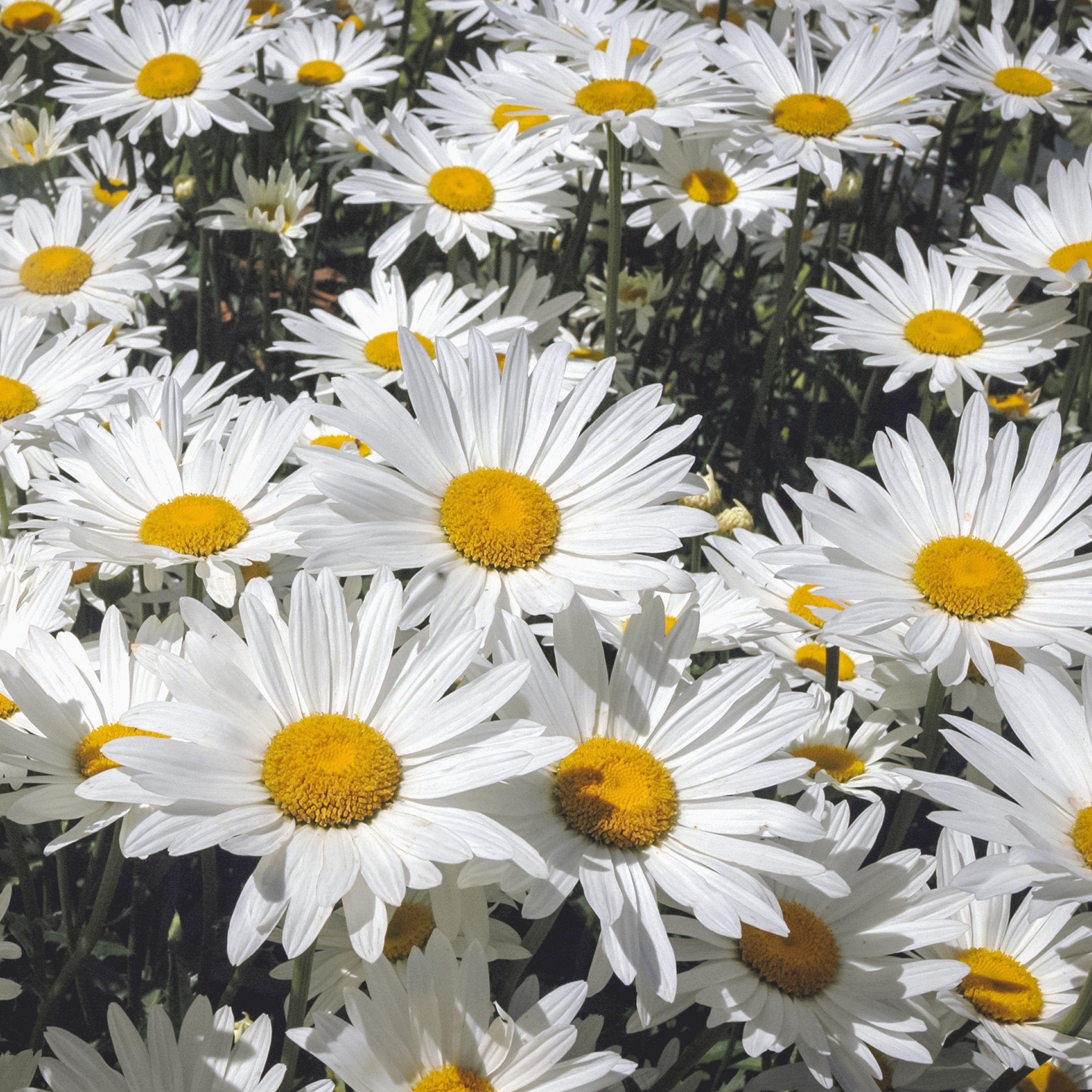 Leucanthemum 'Alaska' Shasta Daisy - 1 Gallon Pot