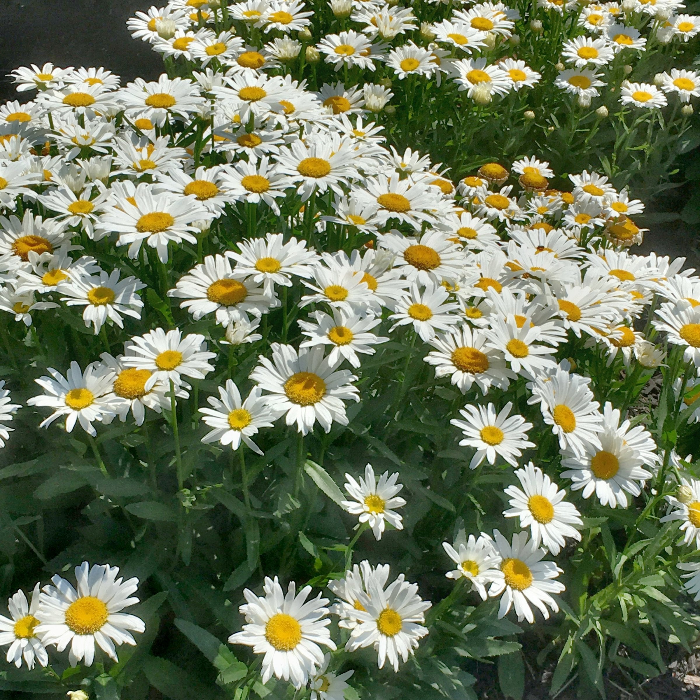 Leucanthemum 'Alaska' Shasta Daisy - 1 Gallon Pot