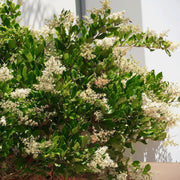 Ligustrum Wax Leaf - Square Quart