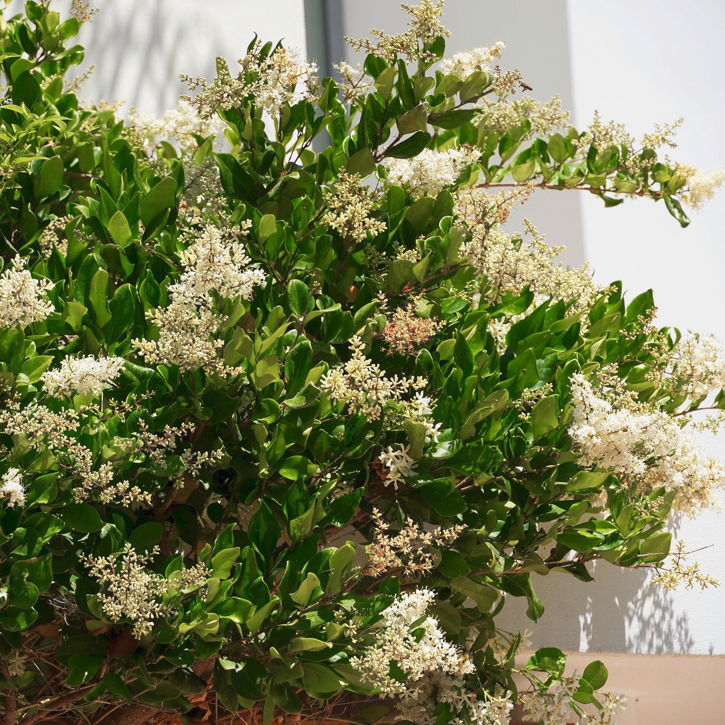 Ligustrum Wax Leaf - Square Quart