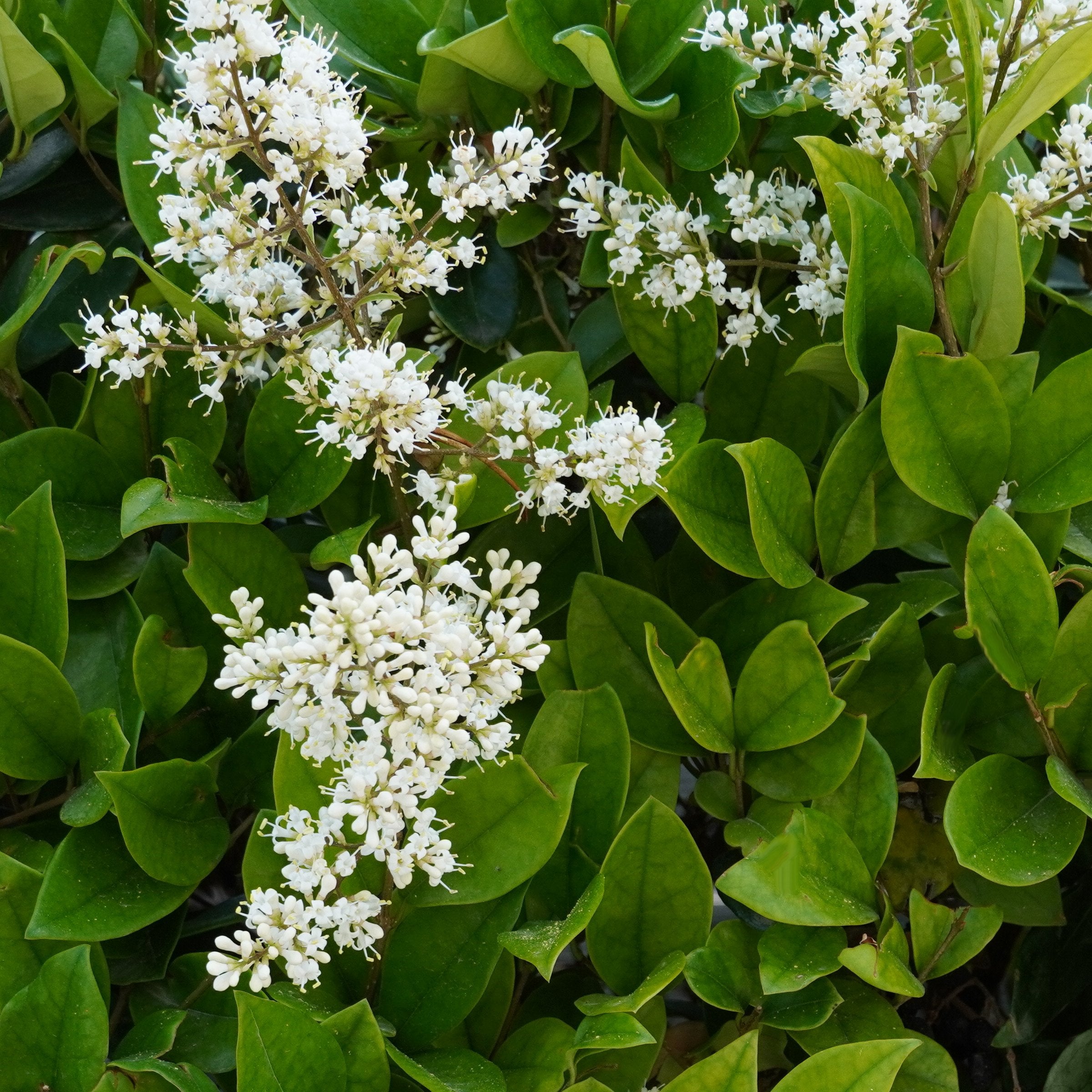 Ligustrum Wax Leaf - Square Quart