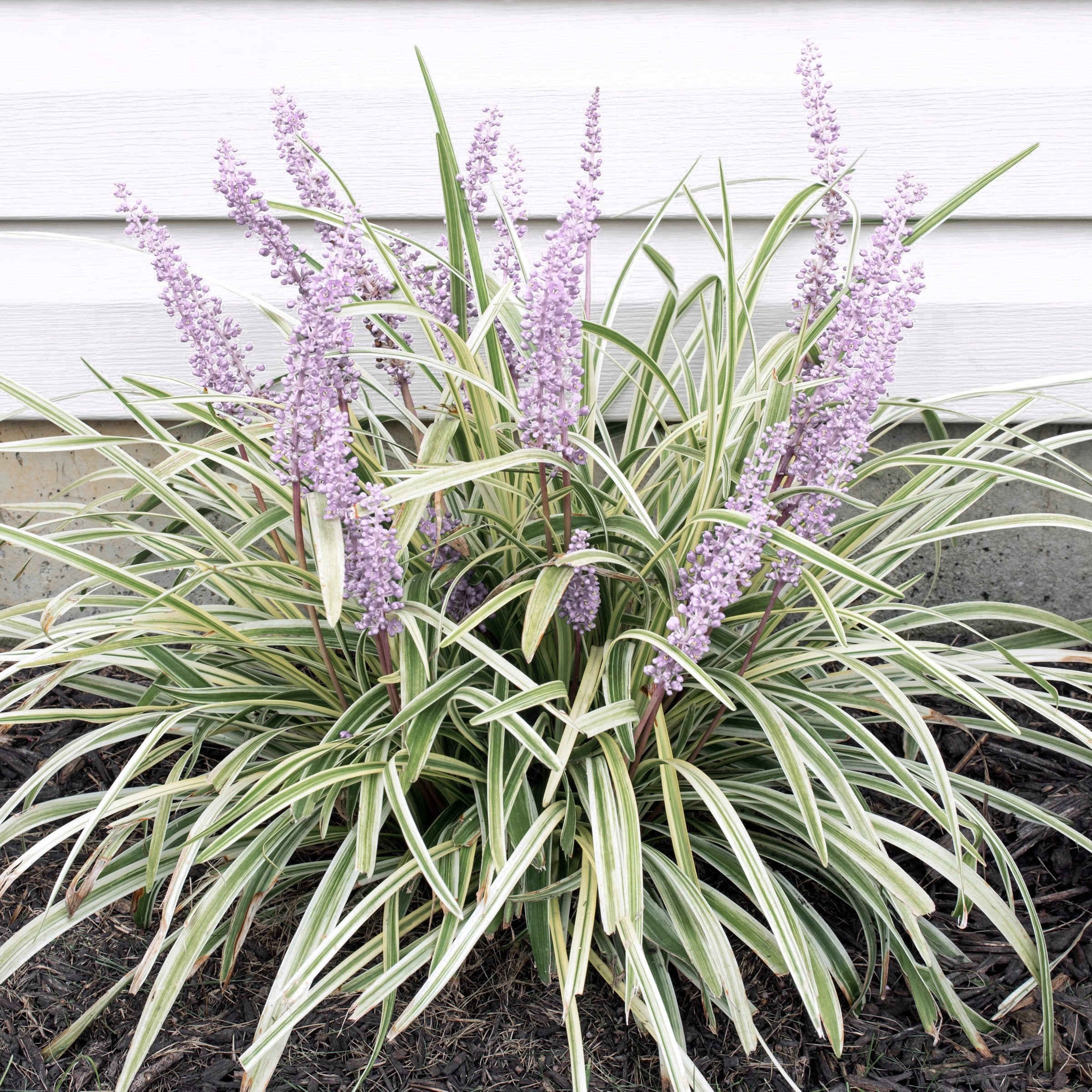 Liriope Silver Dragon - 1 Gallon Pot