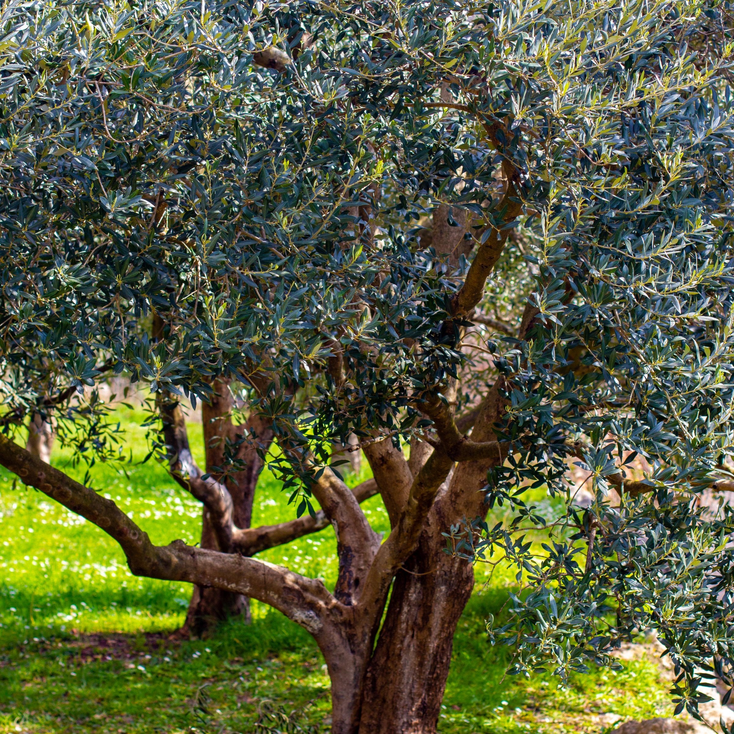 Olea europaea Olive 'Wilsonii' - 6" Pot