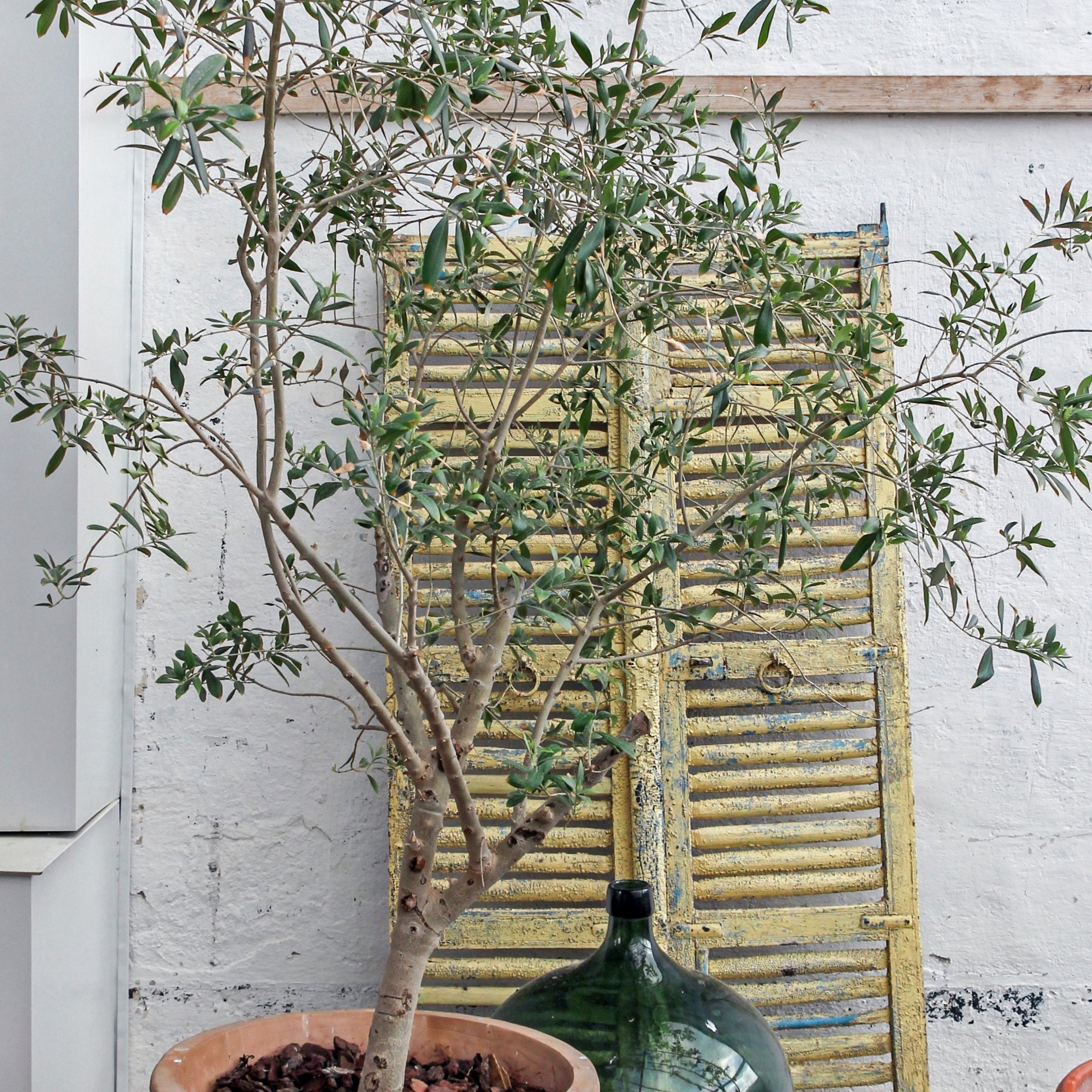 Olea europaea Olive 'Wilsonii' TREE - 3G Pot