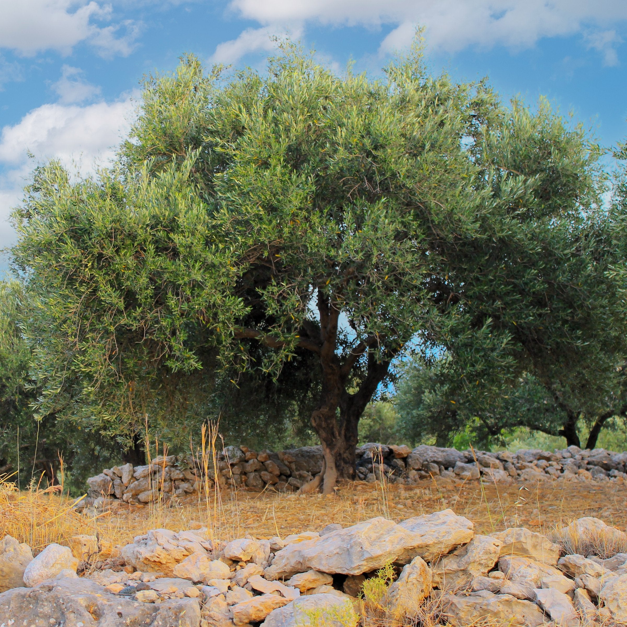 Olea europaea Olive 'Wilsonii' - 6" Pot