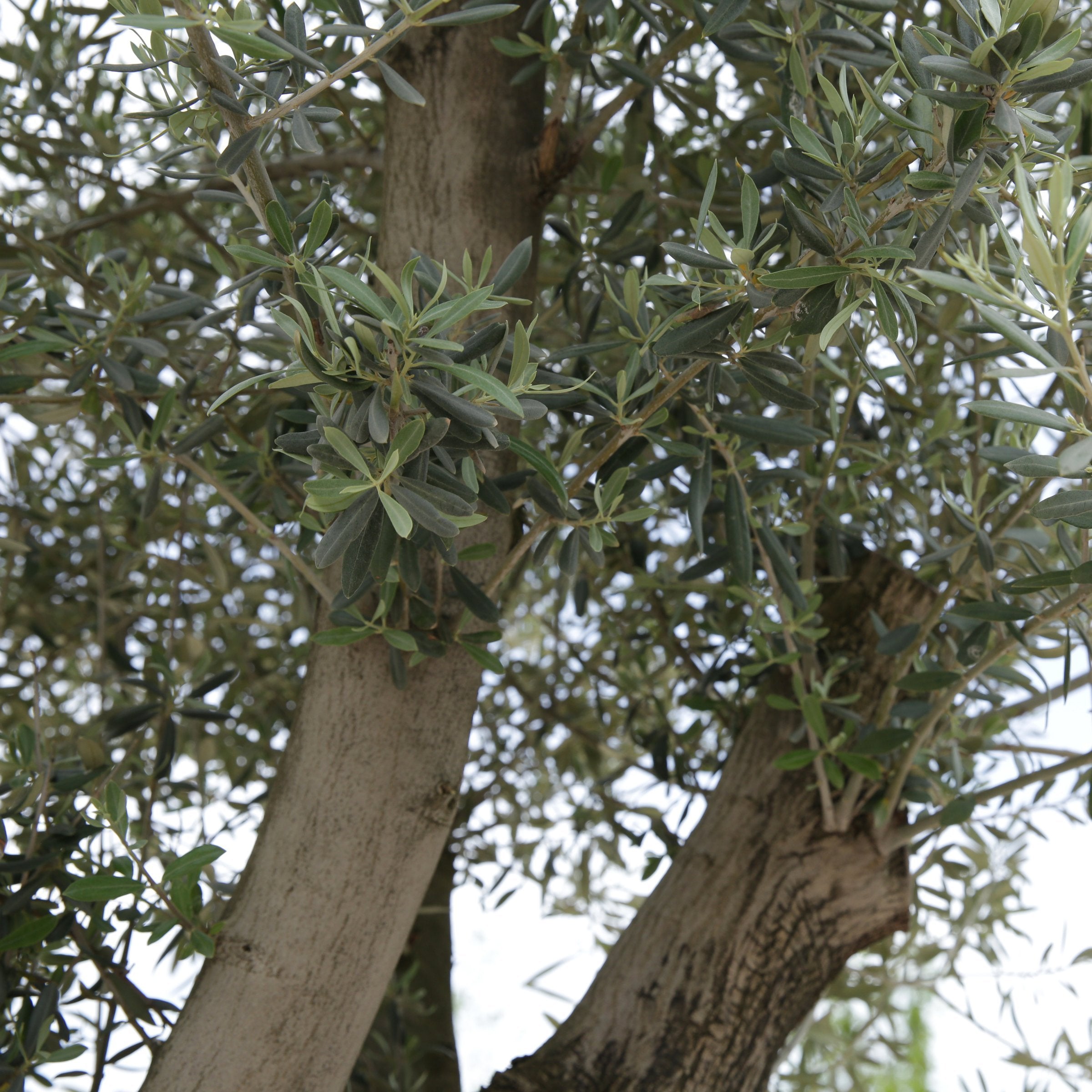Olea europaea Olive 'Wilsonii' TREE - 3G Pot
