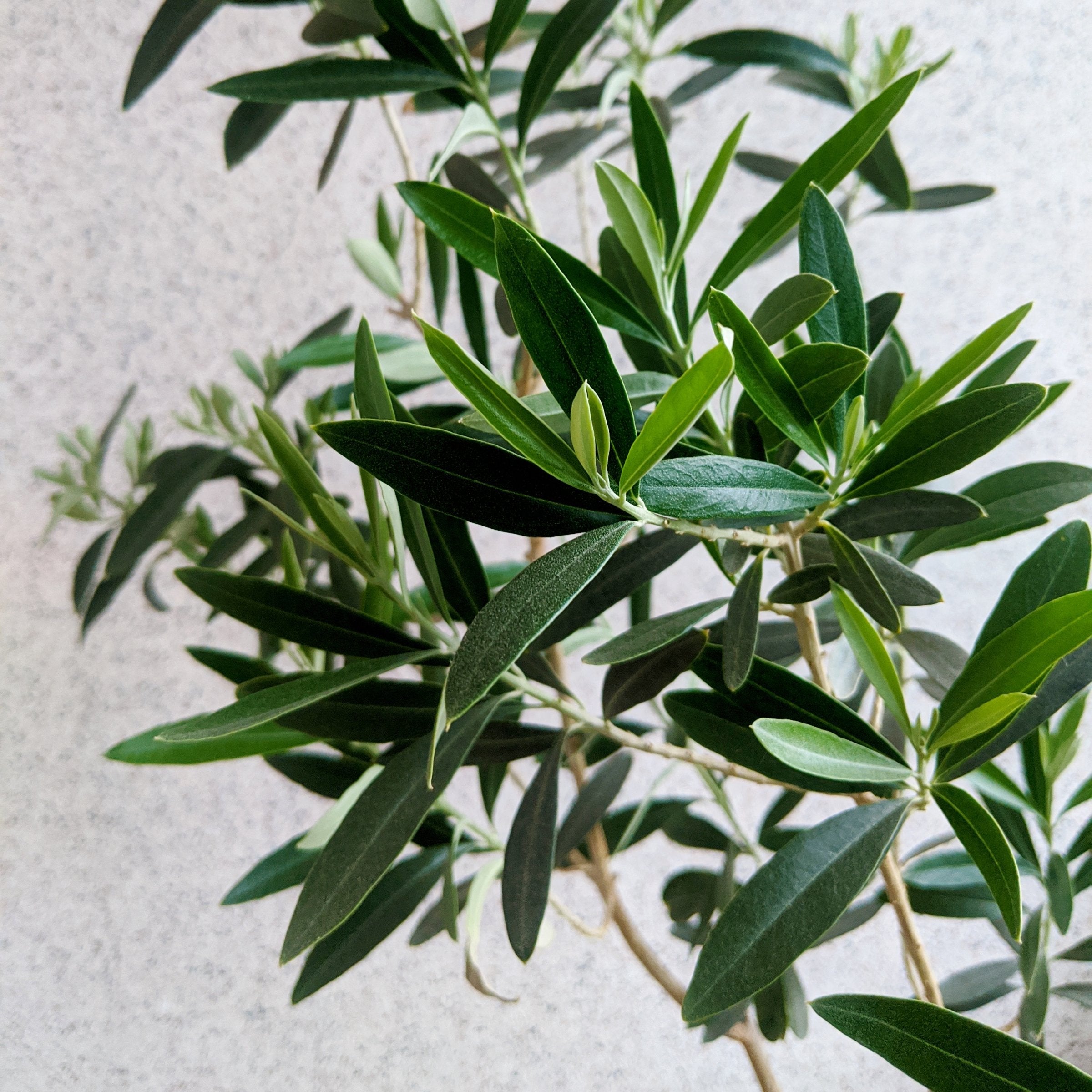 Olea europaea Olive 'Wilsonii' TREE - 3G Pot