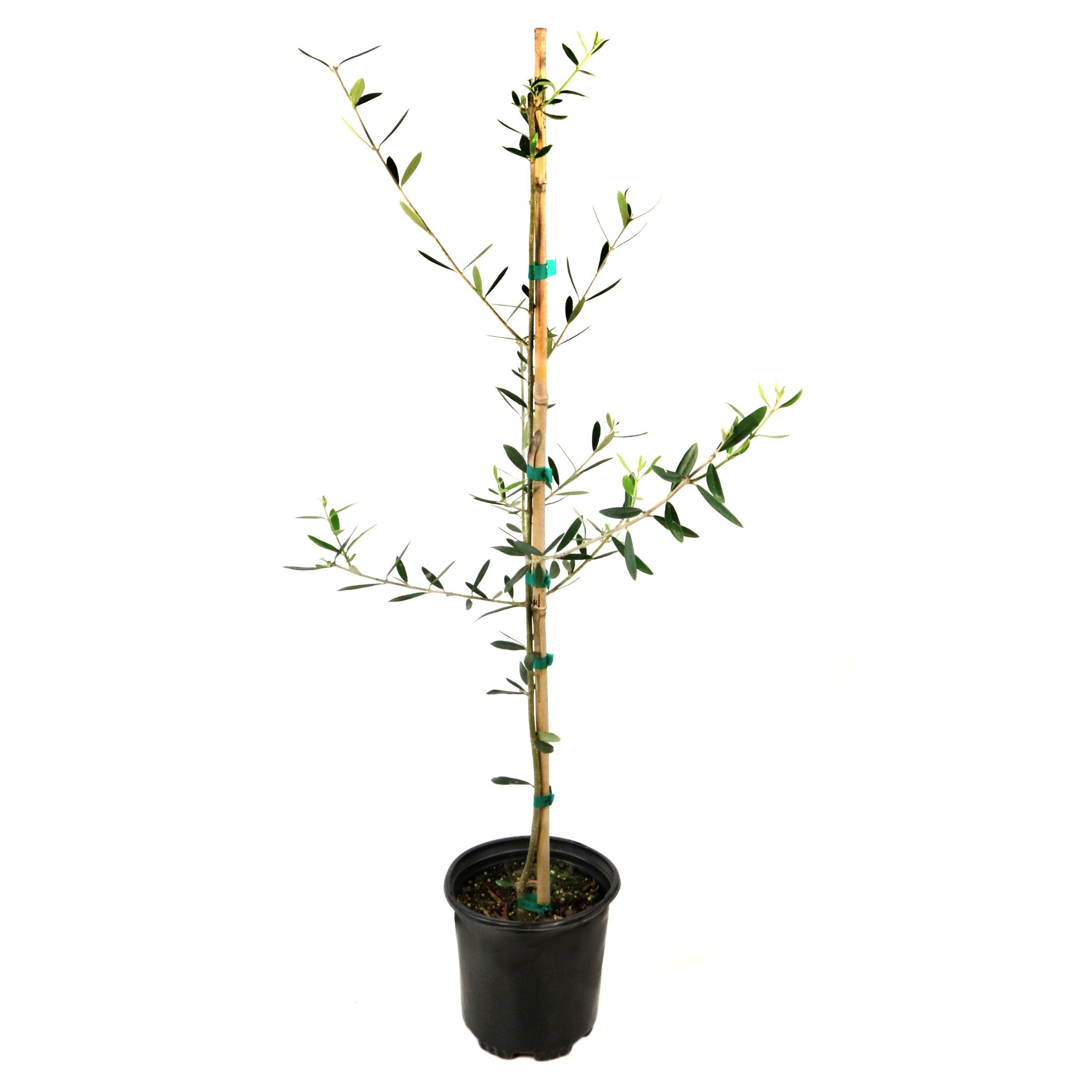 Olea europaea Olive 'Wilsonii' TREE - 3G Pot