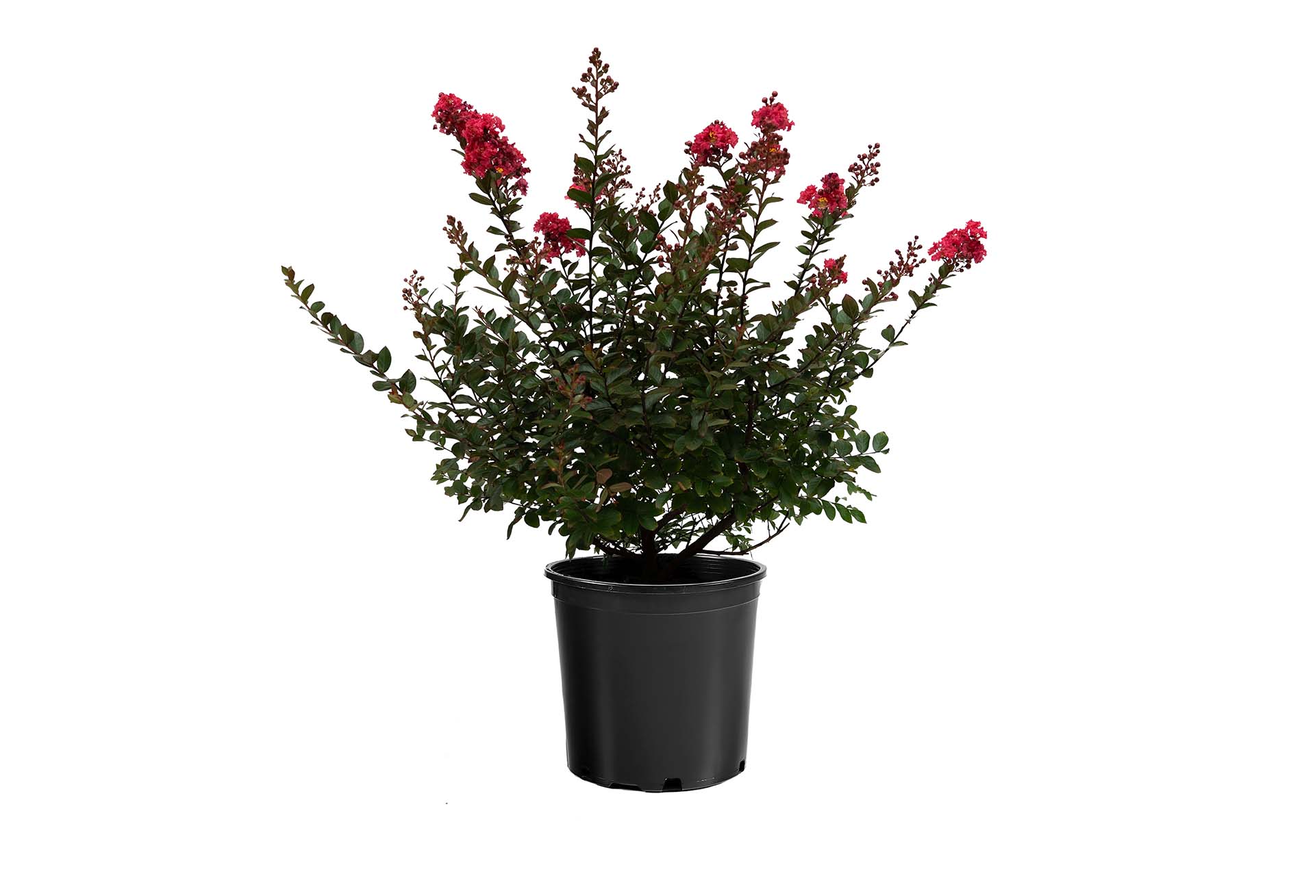 Crape Myrtle (Dwarf) Lagerstroemia 'My Fair Myrtle' - 3G Pot