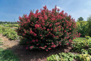 Crape Myrtle (Dwarf) Lagerstroemia 'My Fair Myrtle' - 3G Pot