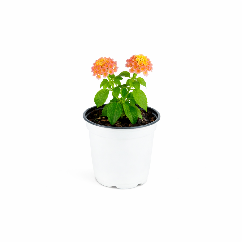 Shamrock™ Lantana Peach - 4" Pot