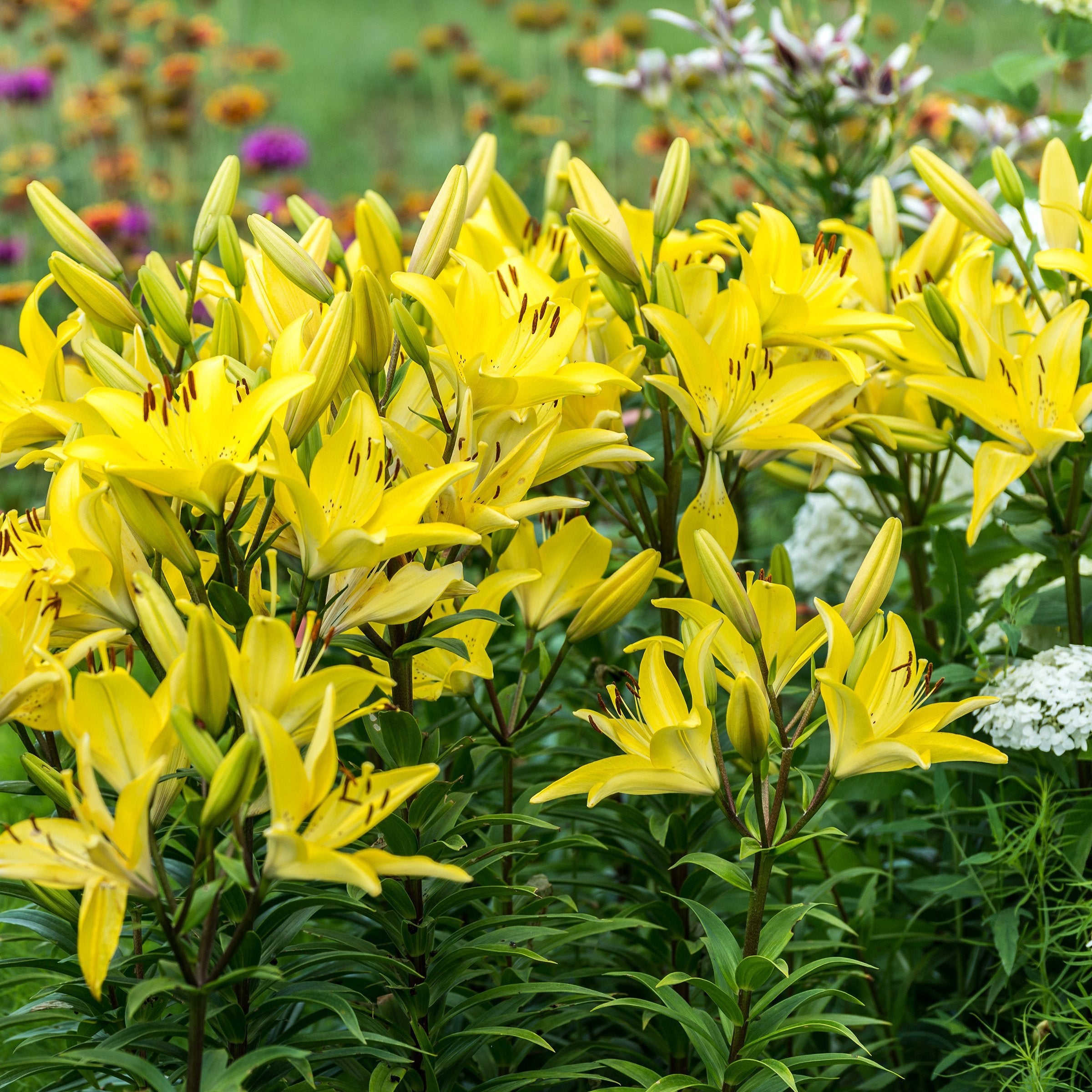 20-Piece Fall Lily Collection