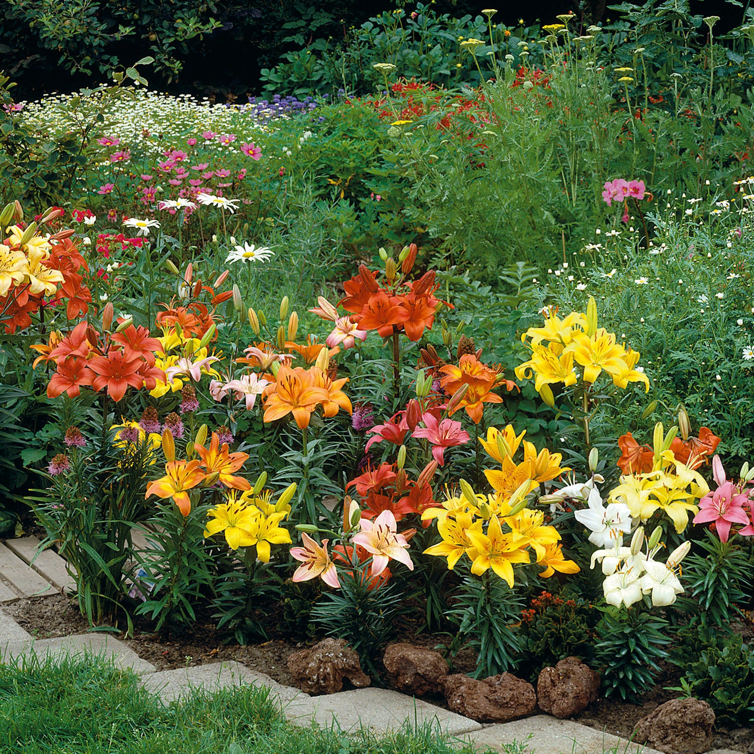 70 Days of Color Lily Mix