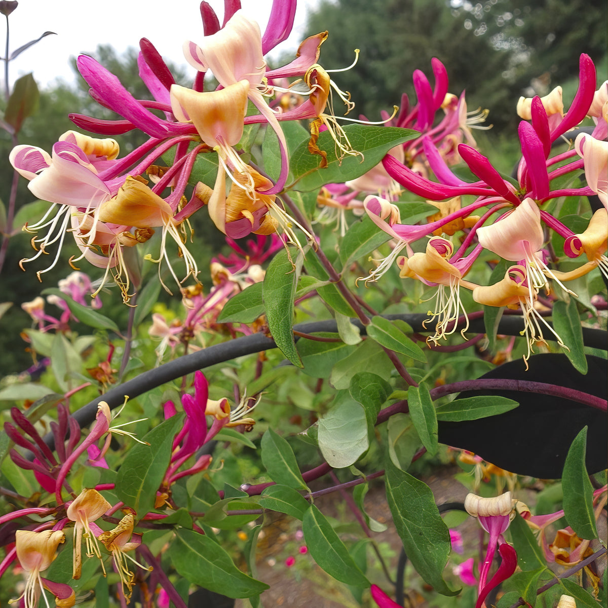 Lonicera 'Peaches & Cream' Honeysuckle - 3 Gallon Pot (NOVEMBER PICK UP SALE)