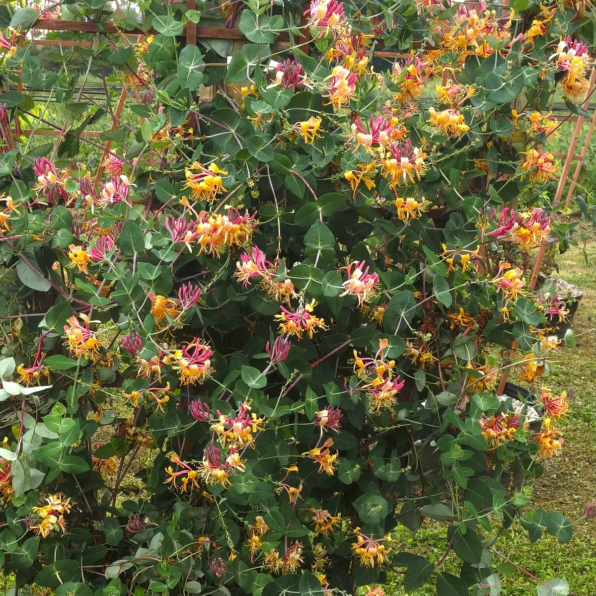 Lonicera 'Peaches & Cream' Honeysuckle - 3 Gallon Pot (NOVEMBER PICK UP SALE)