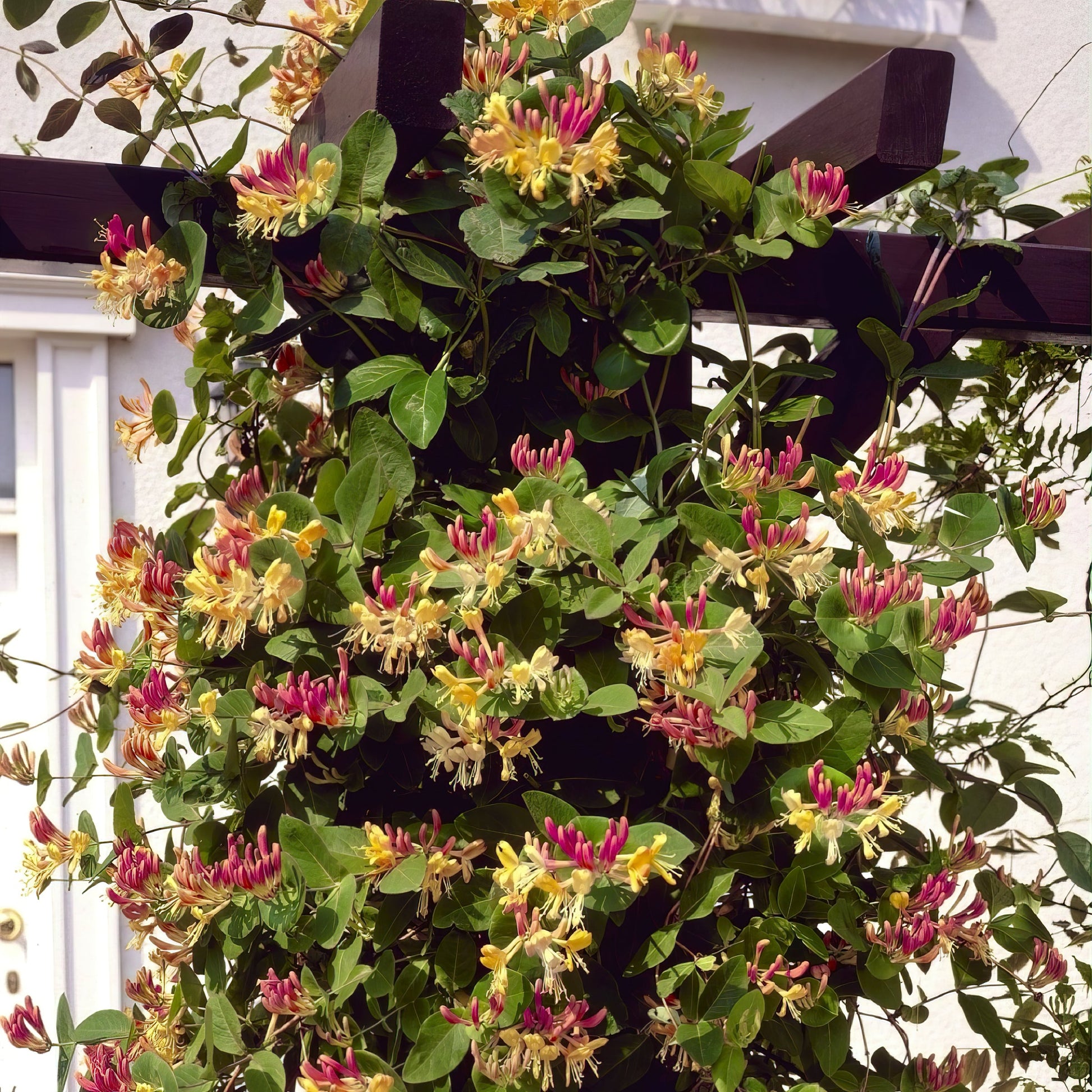 honeysuckle plant in pot Peaches & Cream Honeysuckle