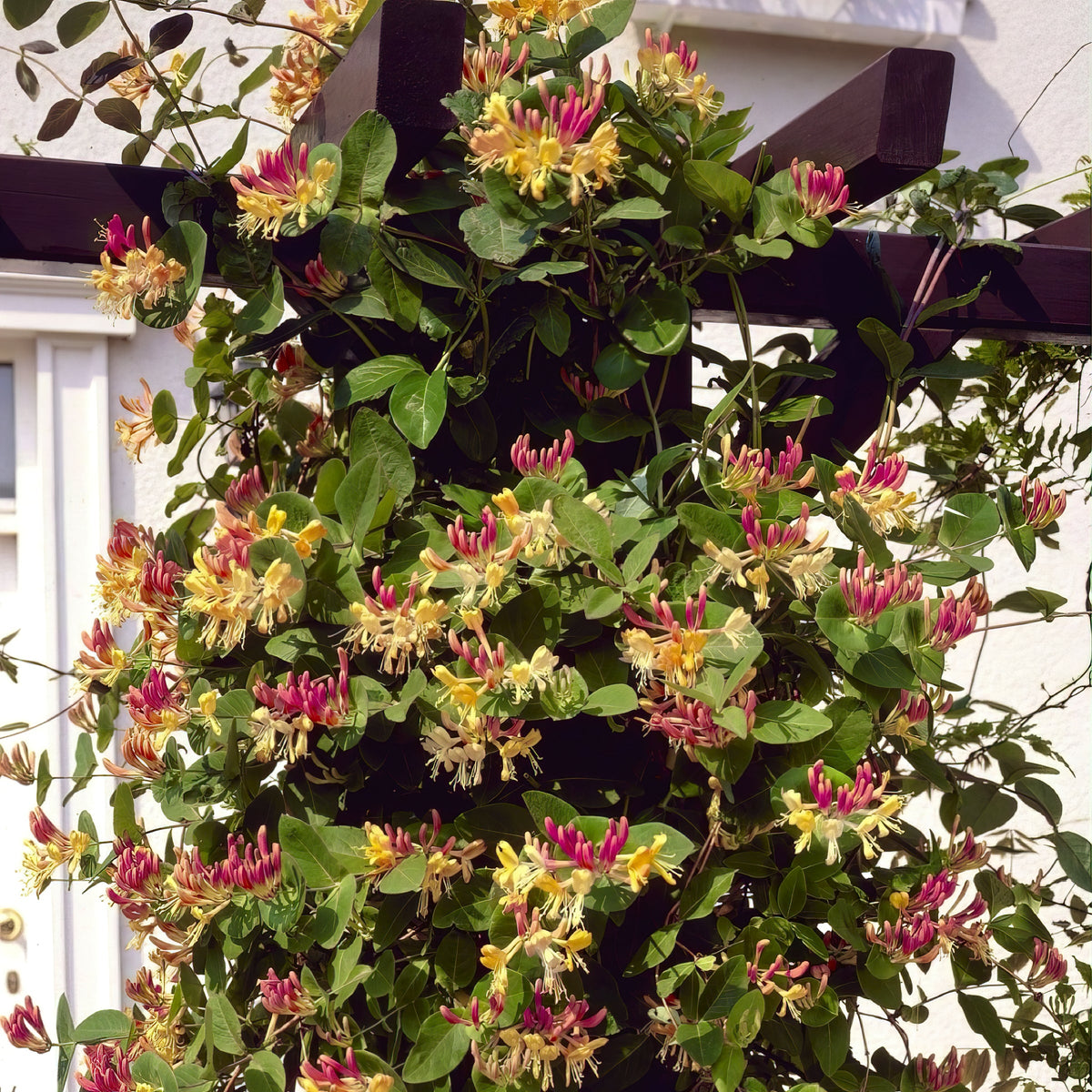 Lonicera 'Peaches & Cream' Honeysuckle - 3 Gallon Pot (NOVEMBER PICK UP SALE)
