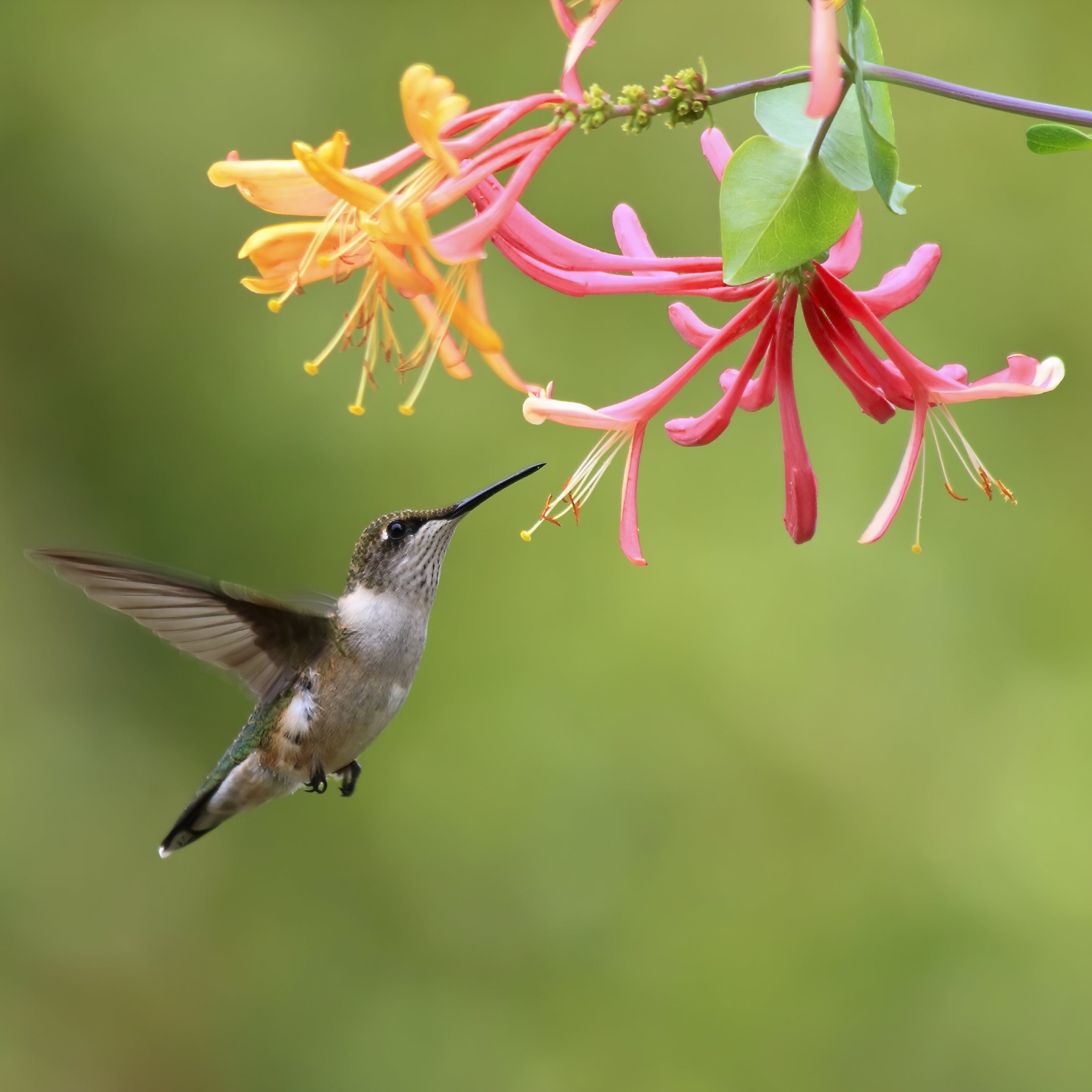 Peaches & Cream Honeysuckle - 3G Pot