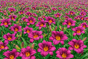 4 Piece Hemerocallis Little Grapette Daylily - Bare Root