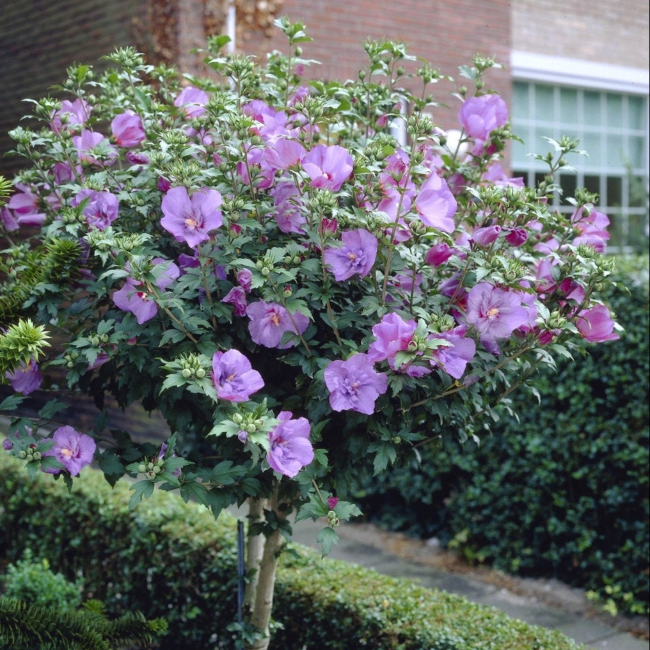 Hibiscus Rose of Sharon Tree 'Dark Lavender Chiffon® - 1 Gallon Pot