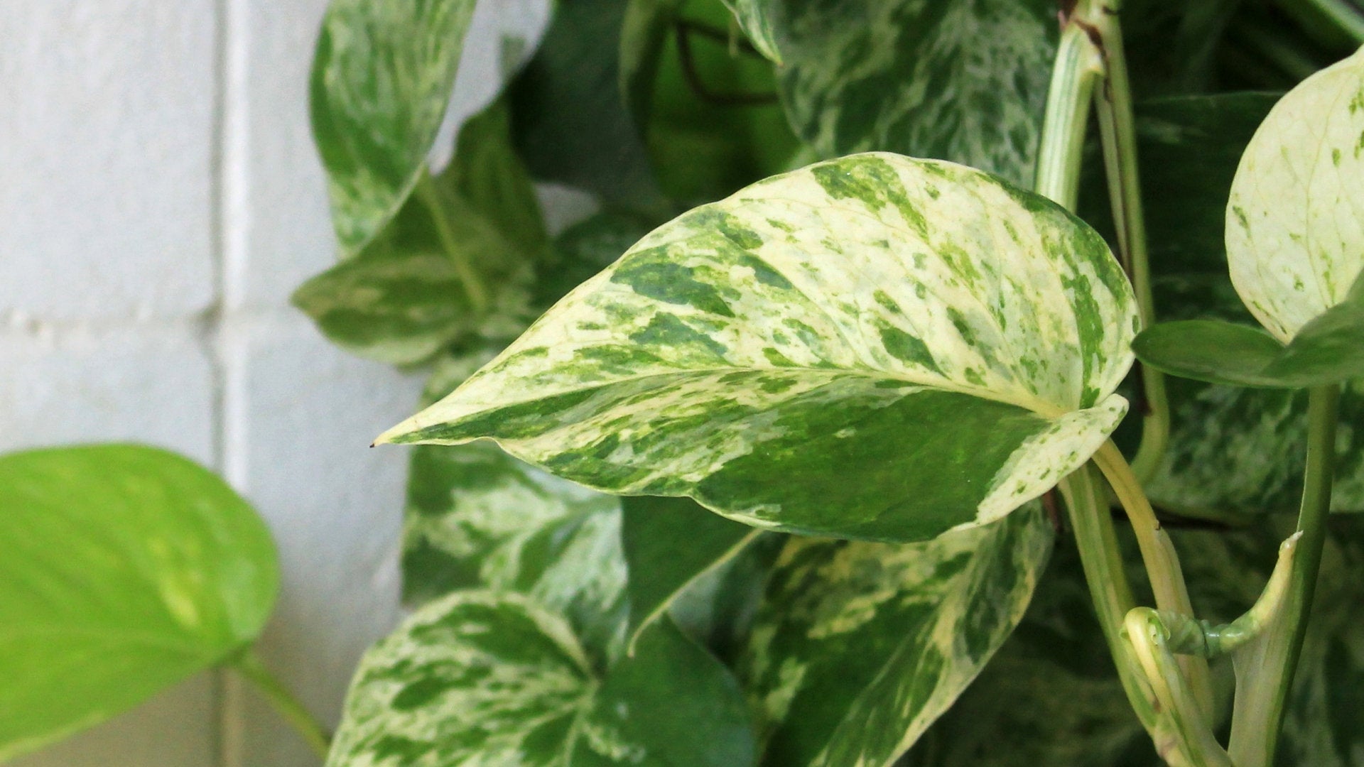Marble Queen Pothos - 6" Pot