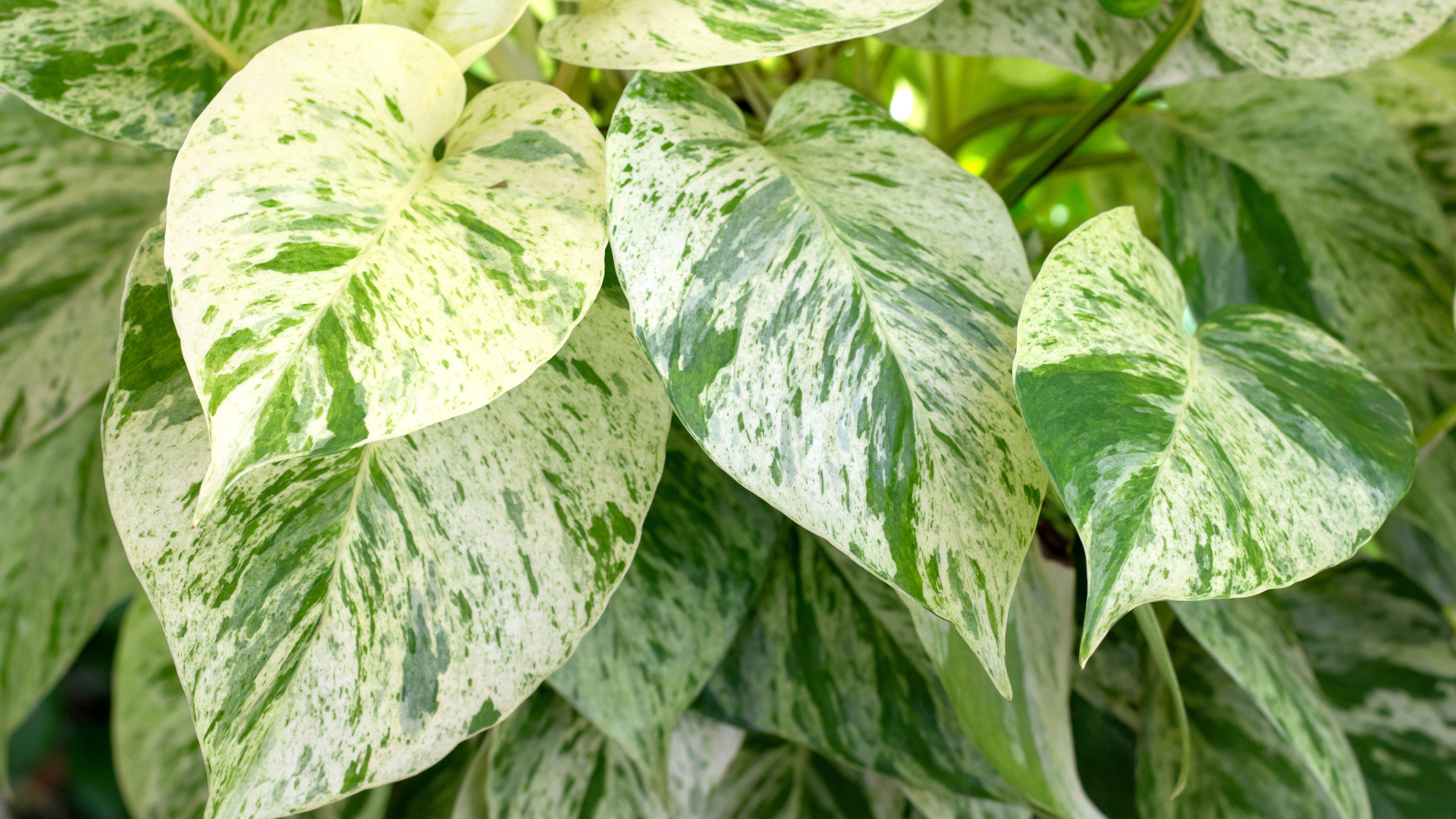 marble queen potho Pothos Marble Queen | Epipremnum Marble Queen Pothos Plant in 4” Pot | Easy-Care Potted Houseplants for sale | Trailing Indoor Plants