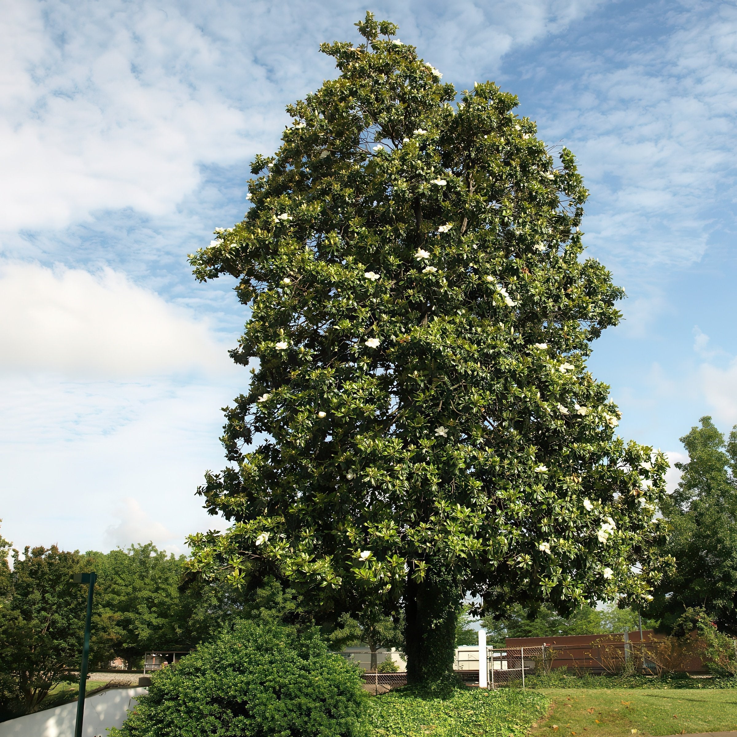 Magnolia, 'Moonglow®' Tree - 2G Pot