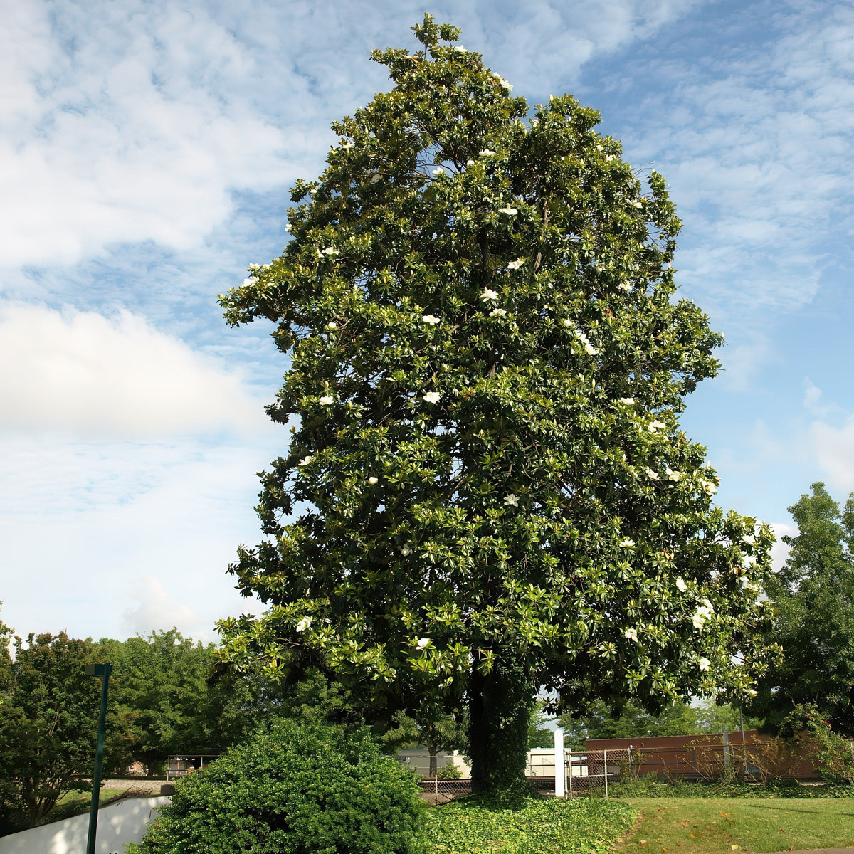 Magnolia, 'Moonglow®' Tree - 2 Gallon Pot (NOVEMBER PICK UP SALE)
