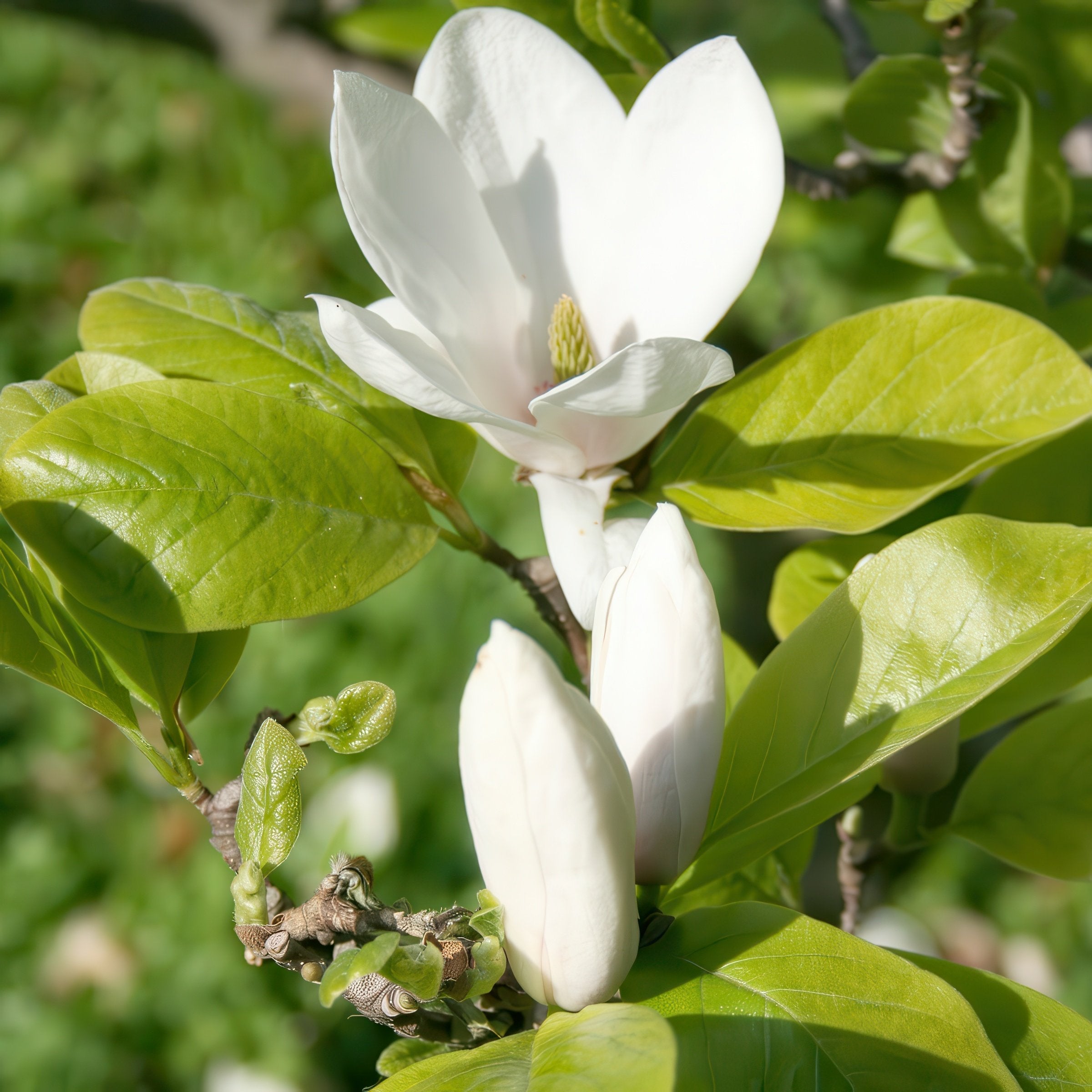 Magnolia, 'Moonglow®' Tree - 2G Pot