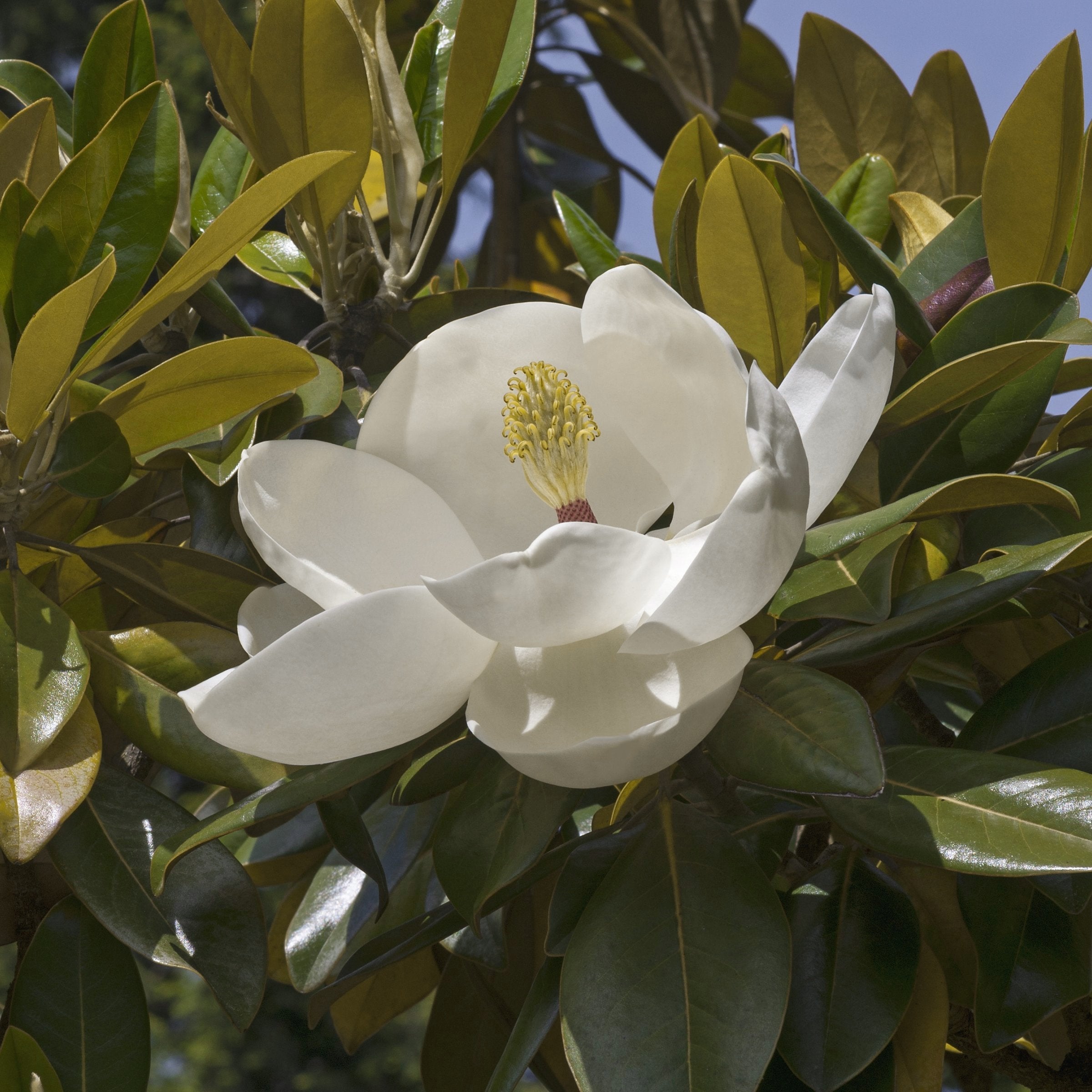 magnolia pot plant Magnolia, 'Moonglow®' Tree