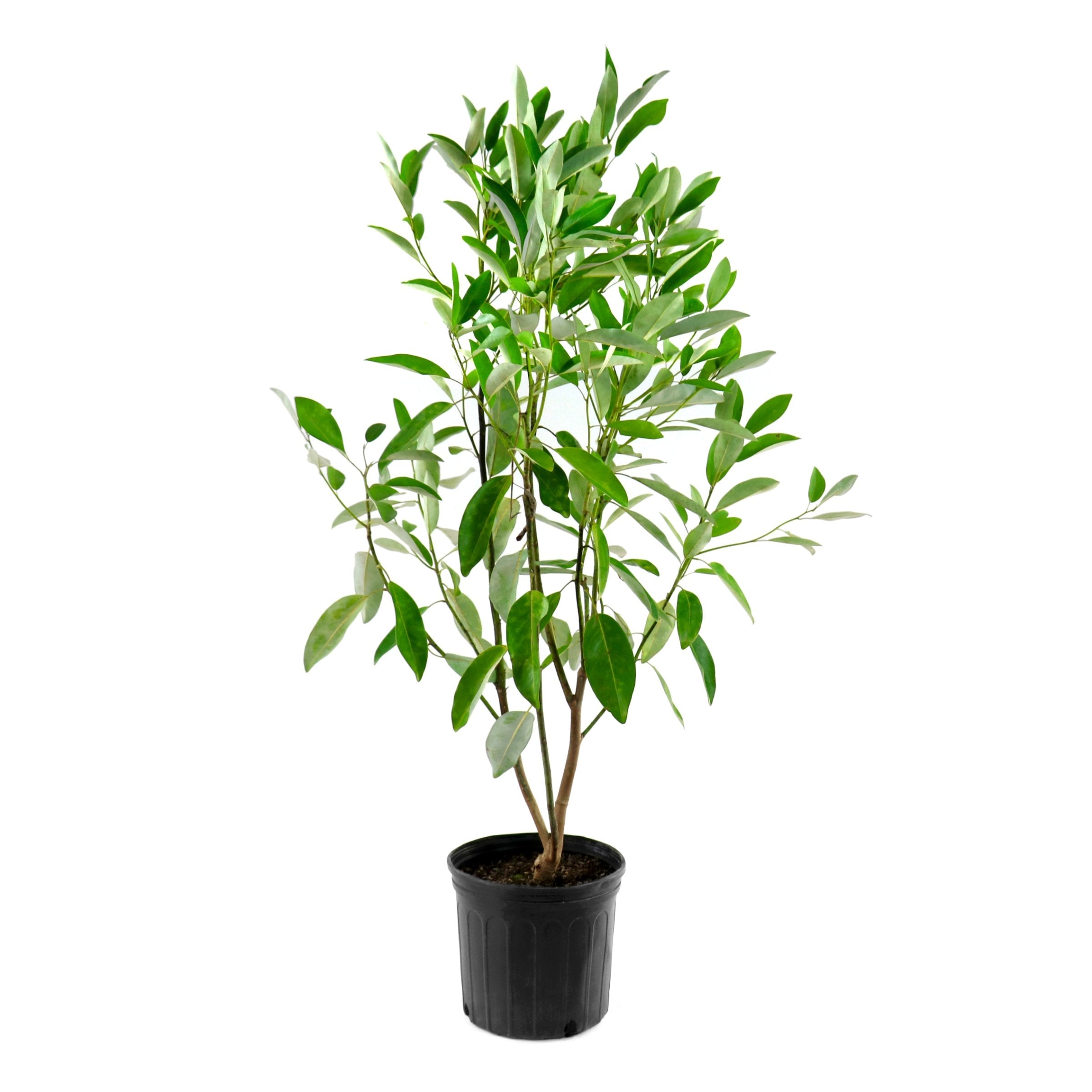Magnolia, 'Moonglow®' Tree - 2G Pot