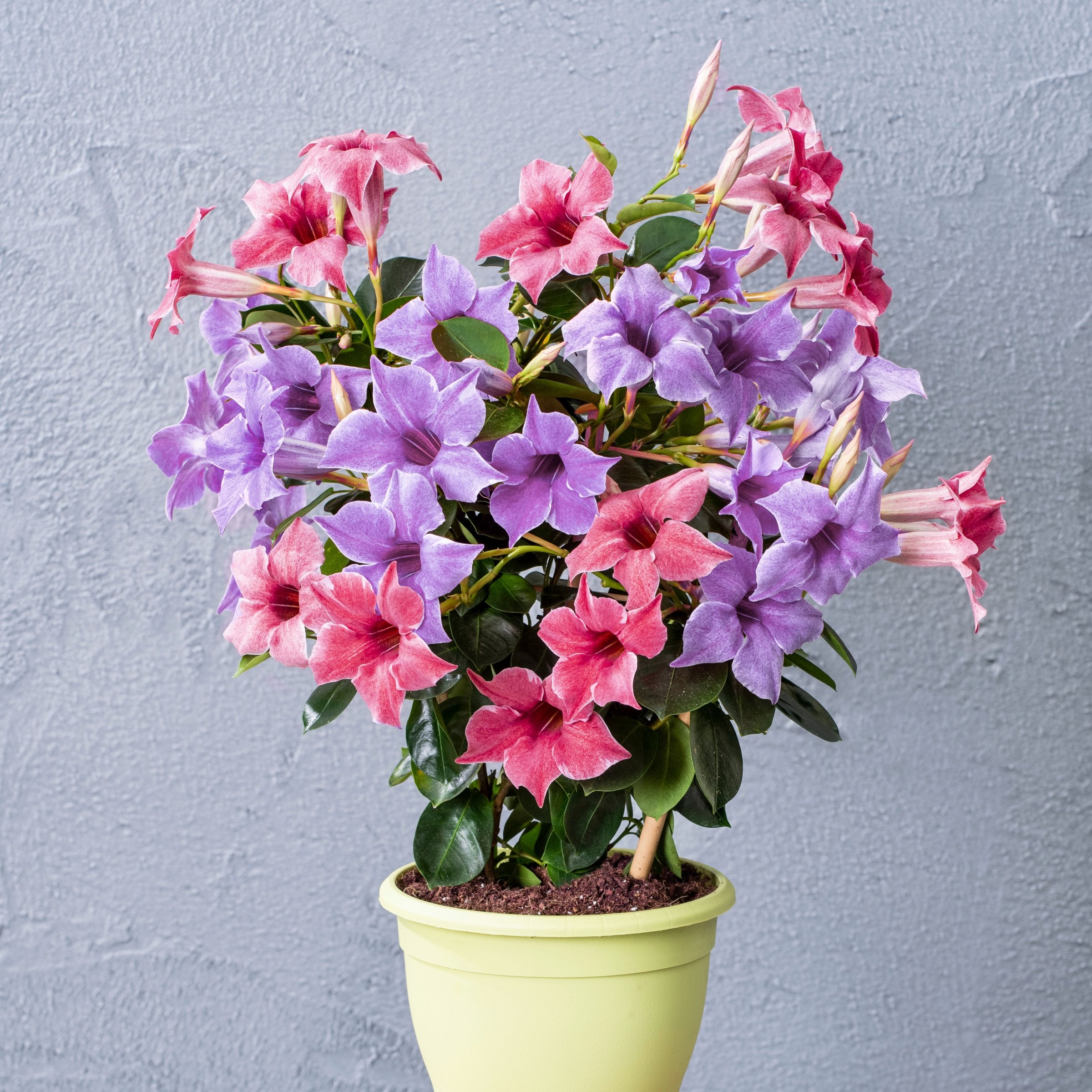 Mandevilla, 2-N-1 Summer Splash, Blue/Pink Trumpet Vine - 1 Gallon Pot