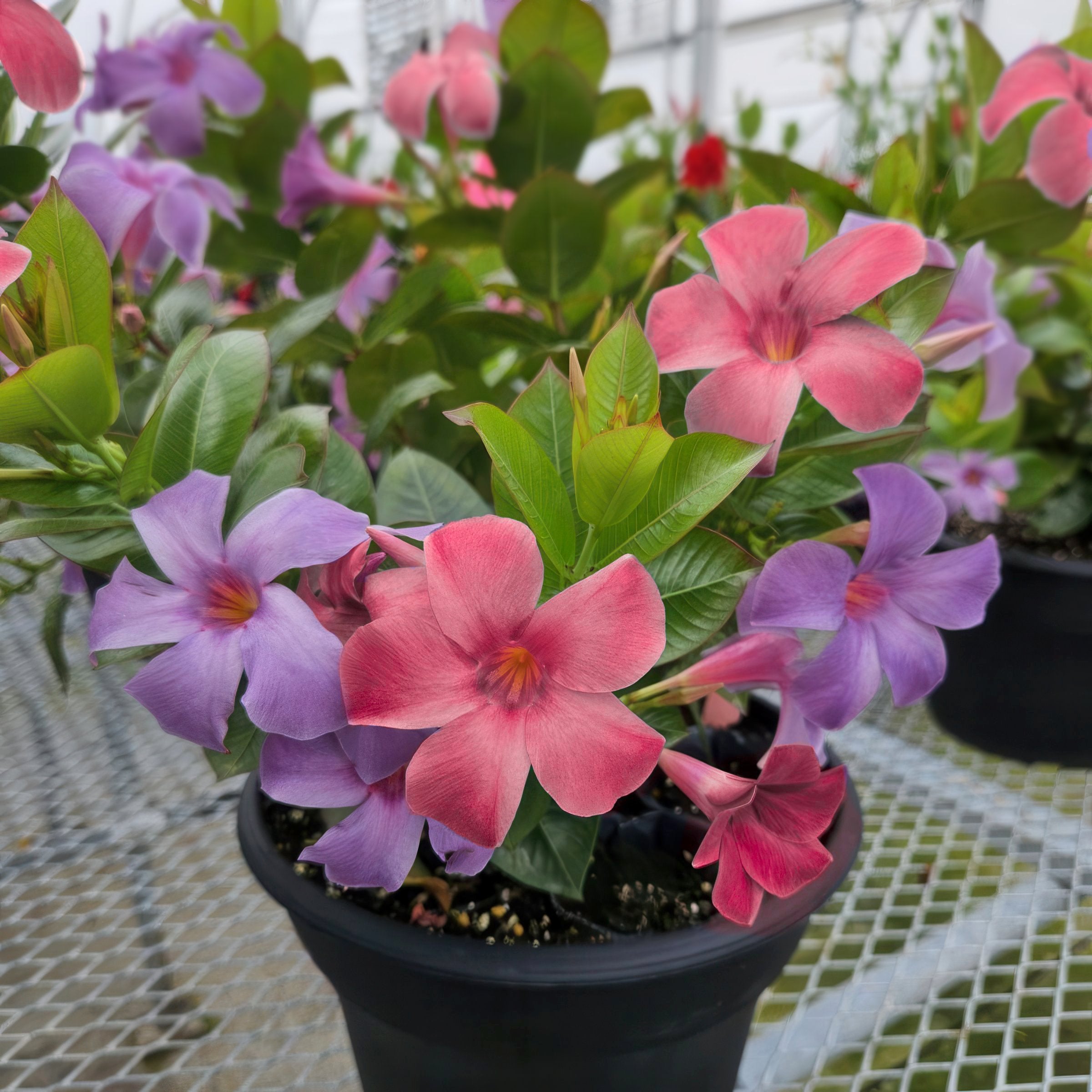 Mandevilla, 2-N-1 Summer Splash, Blue/Pink Trumpet Vine - 1 Gallon Pot
