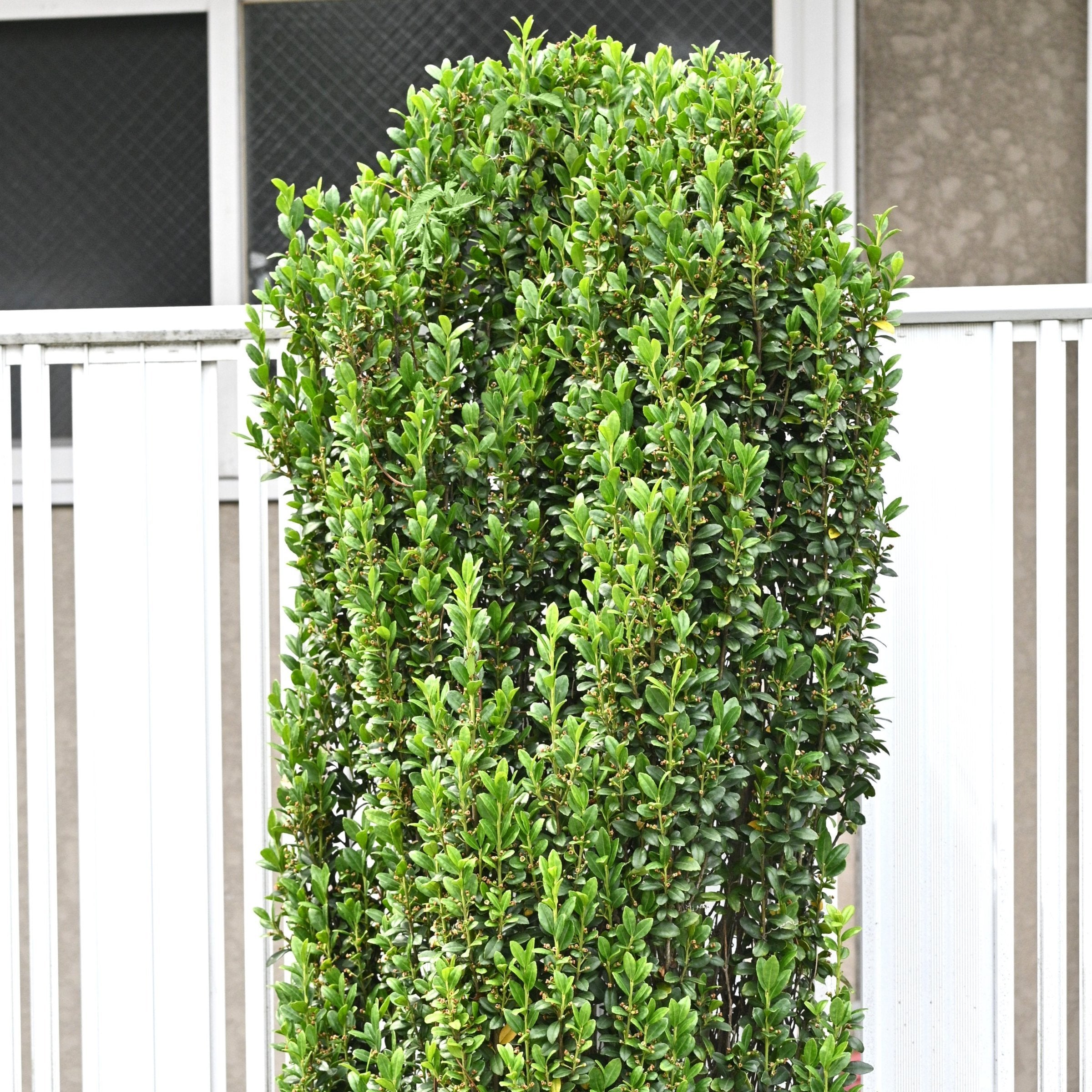 Sky Pencil, Japanese Holly - 3 Gallon Pot