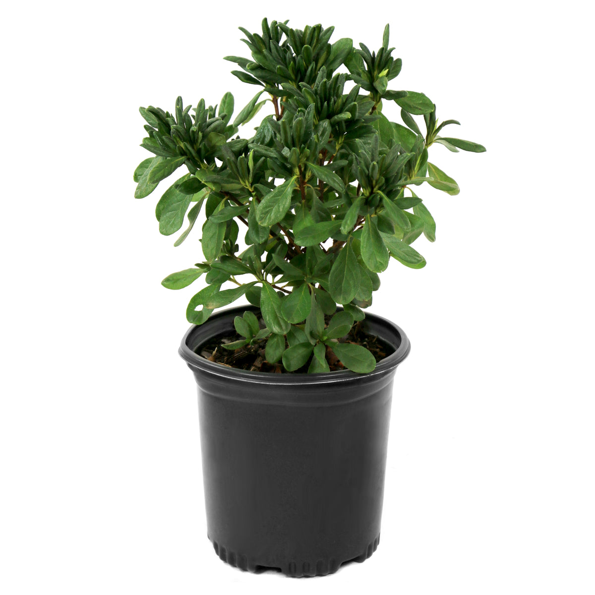 Azalea, 'Delaware Valley White' - 1 Gallon Pot