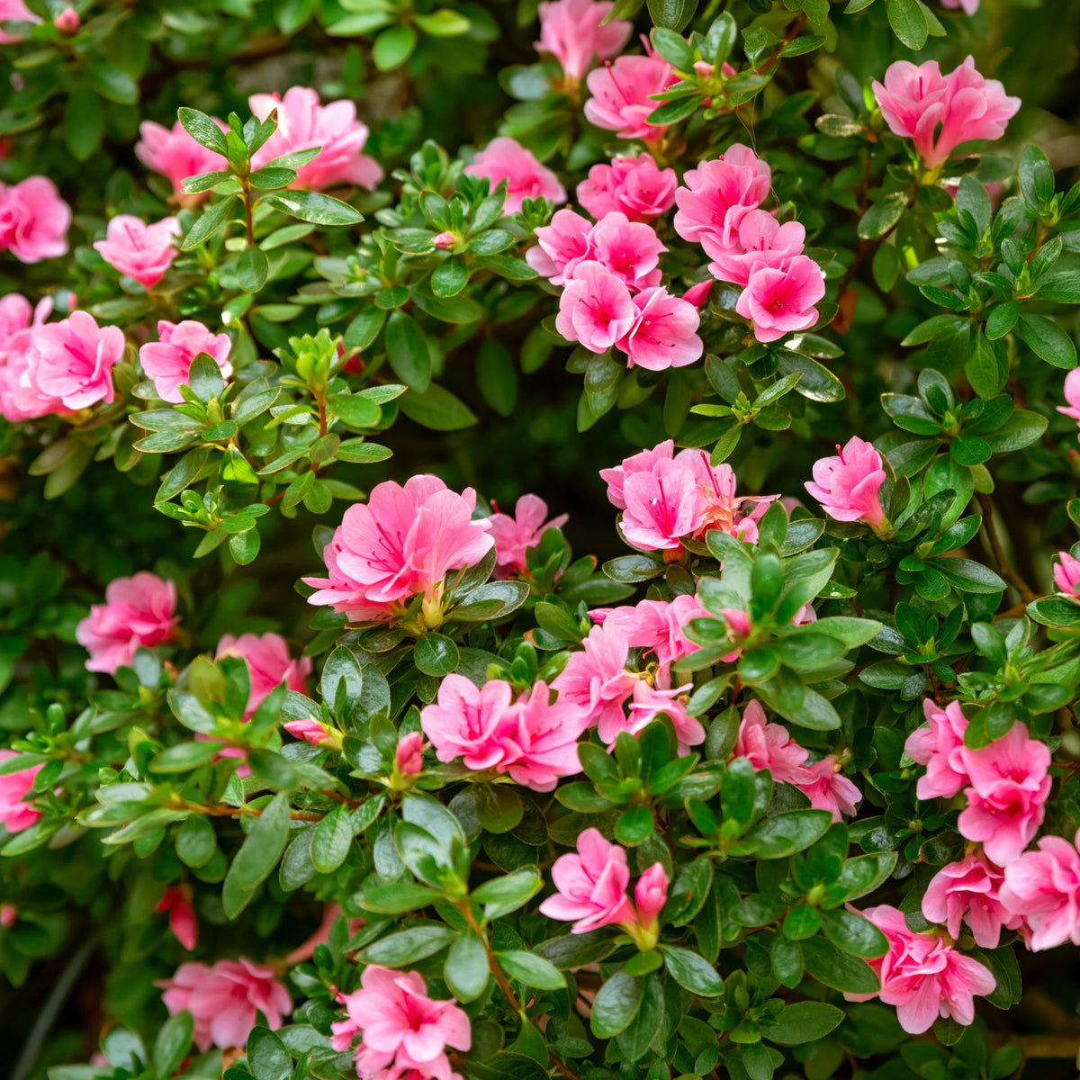 Azalea 'Coral Bell' - 1 Gallon Pot