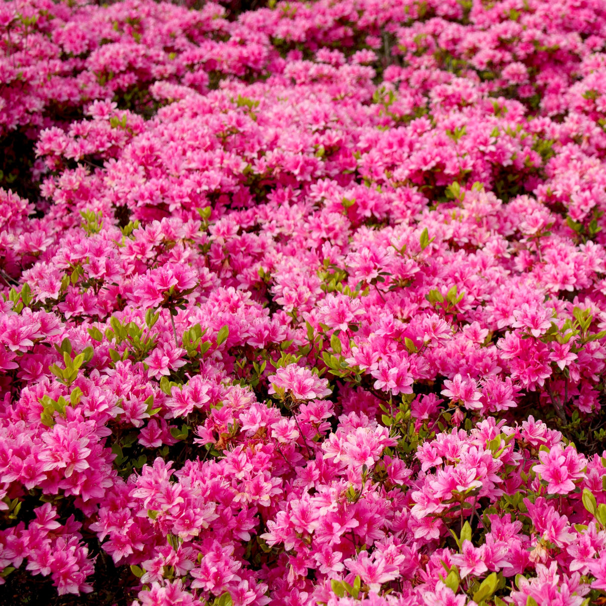 Azalea 'Coral Bell' - 1 Gallon Pot