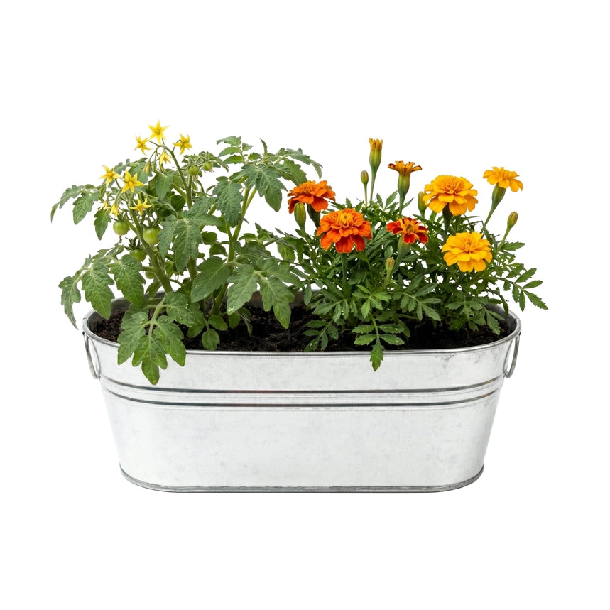 My First Garden, Marigold and Tomato - 10 oz