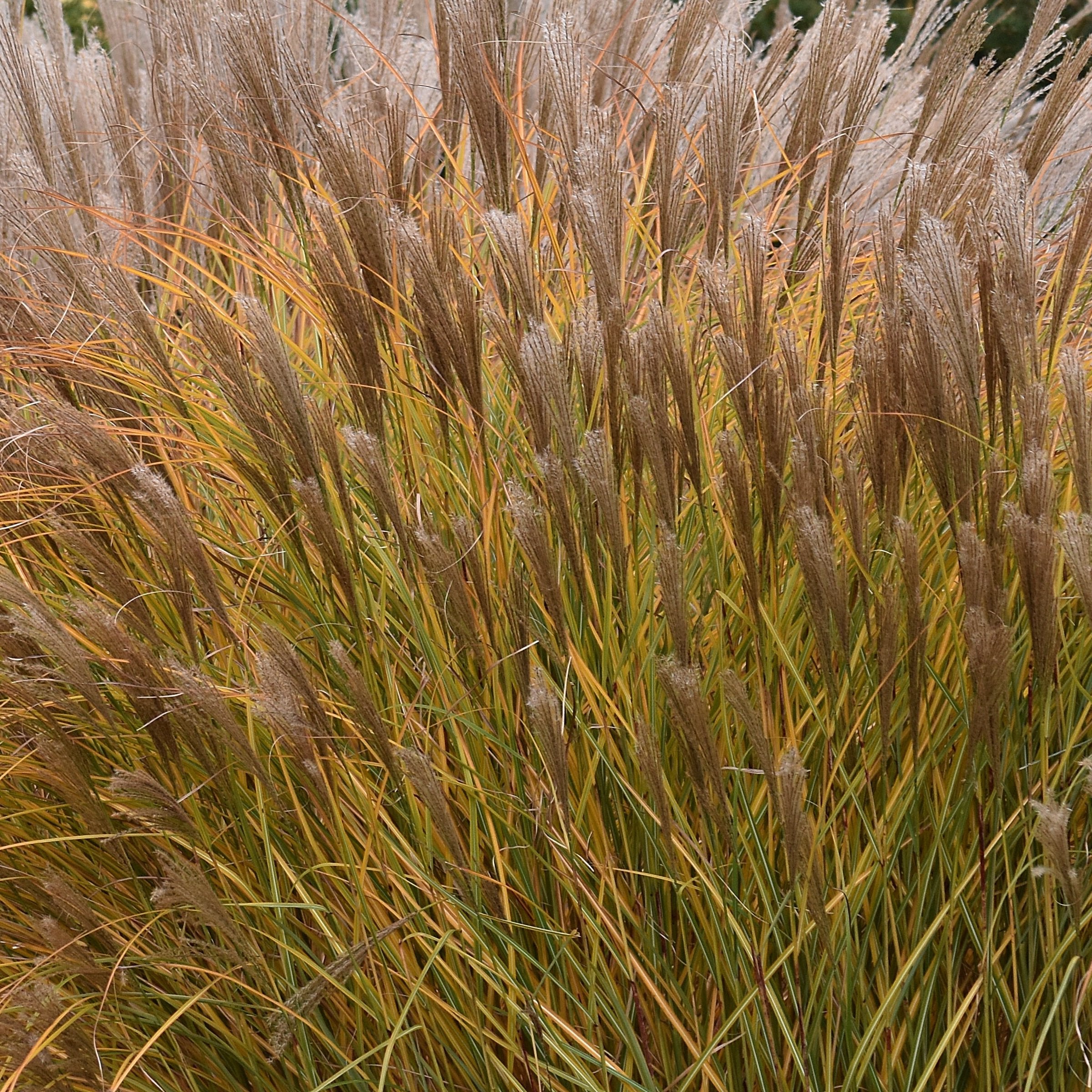 Miscanthus Malepartus - 4" Pot