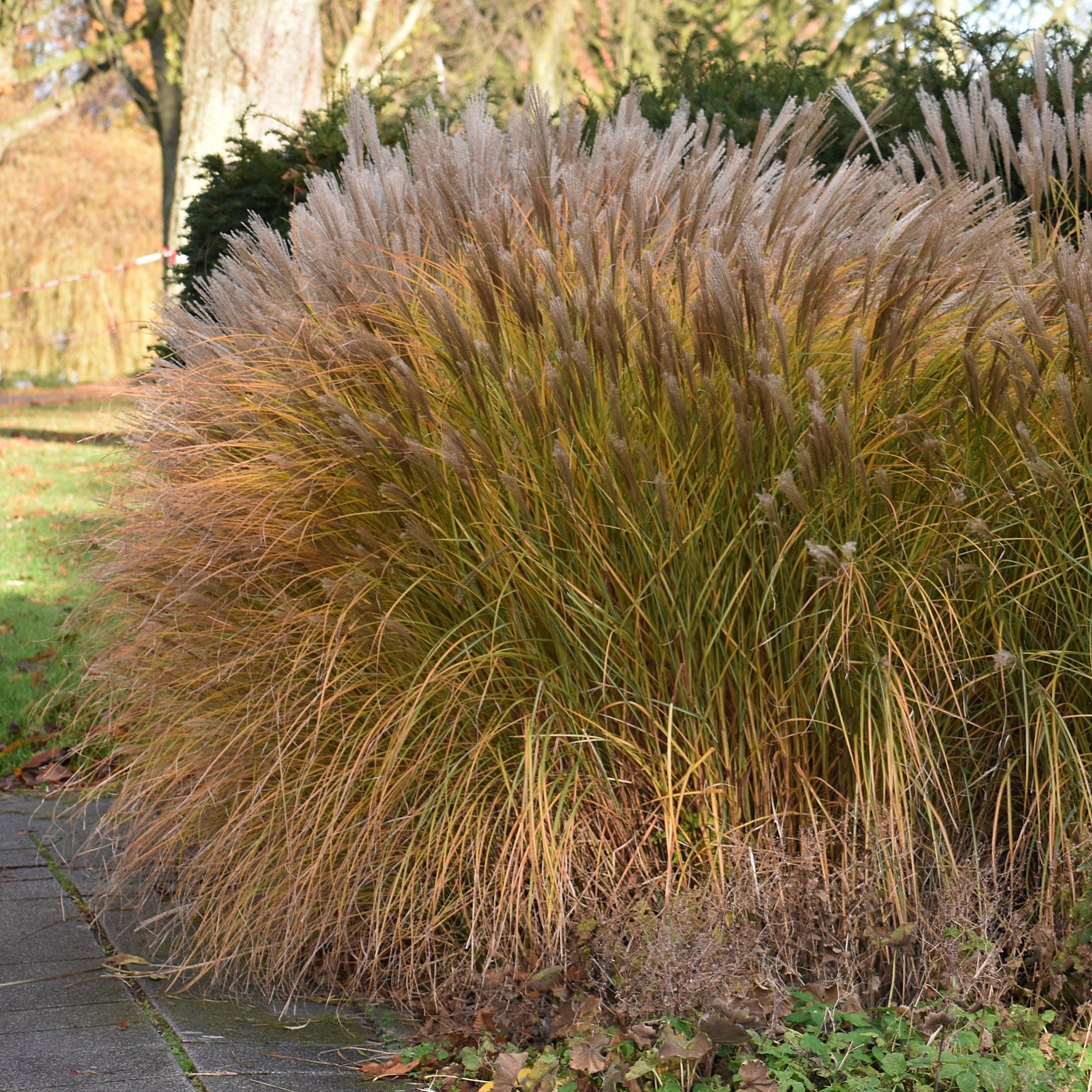 Miscanthus Malepartus - 4" Pot